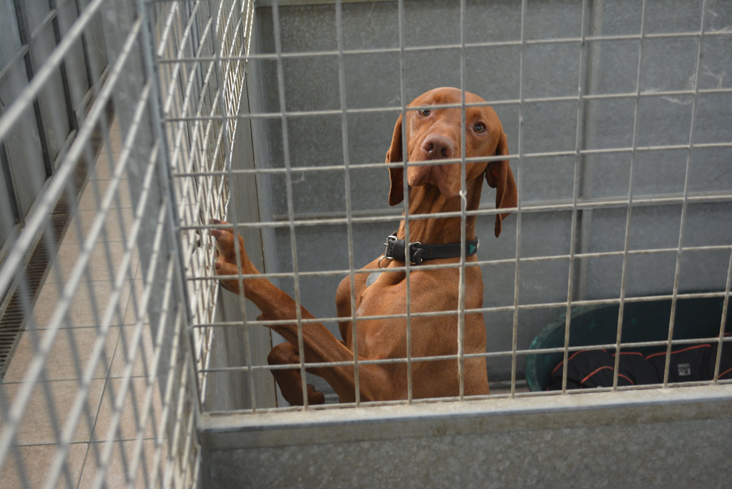 The Kennels — Petties Paws