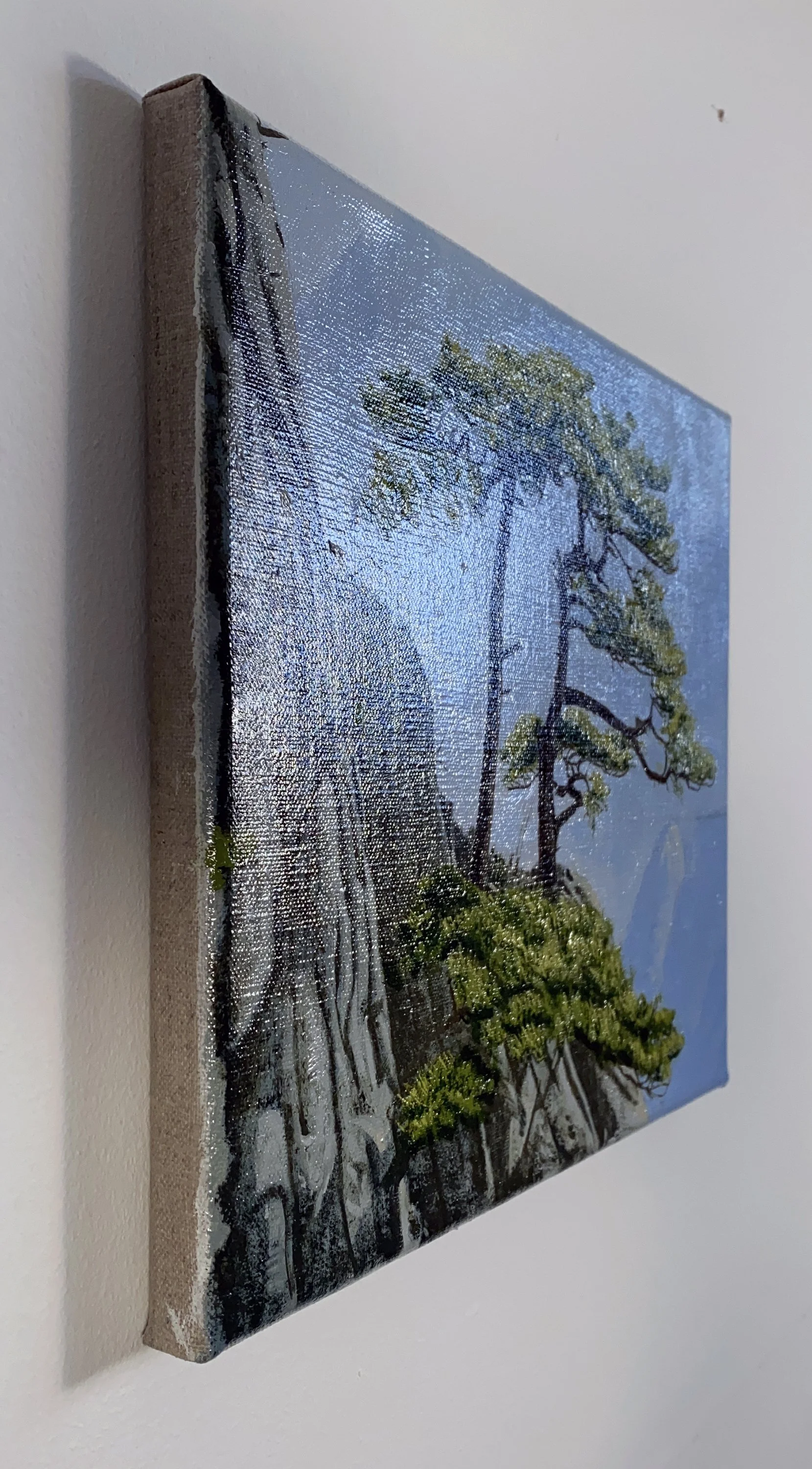 Pinus-HR4.jpg