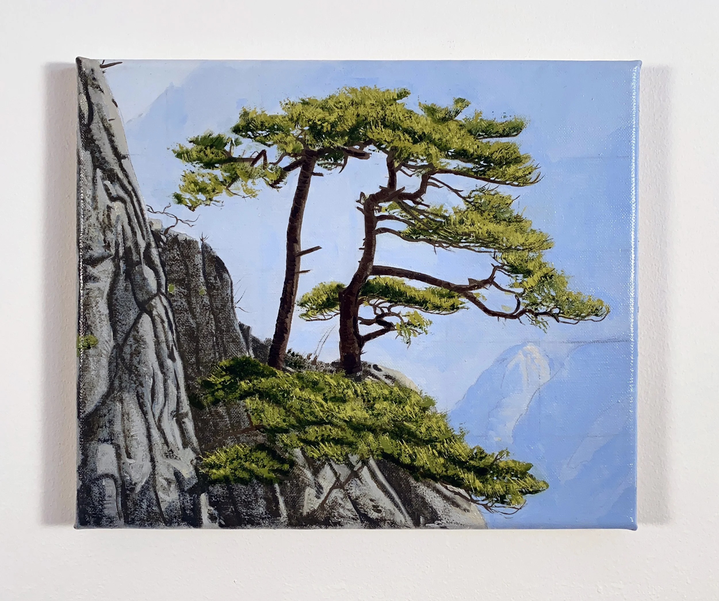 pinus-HR2.jpg