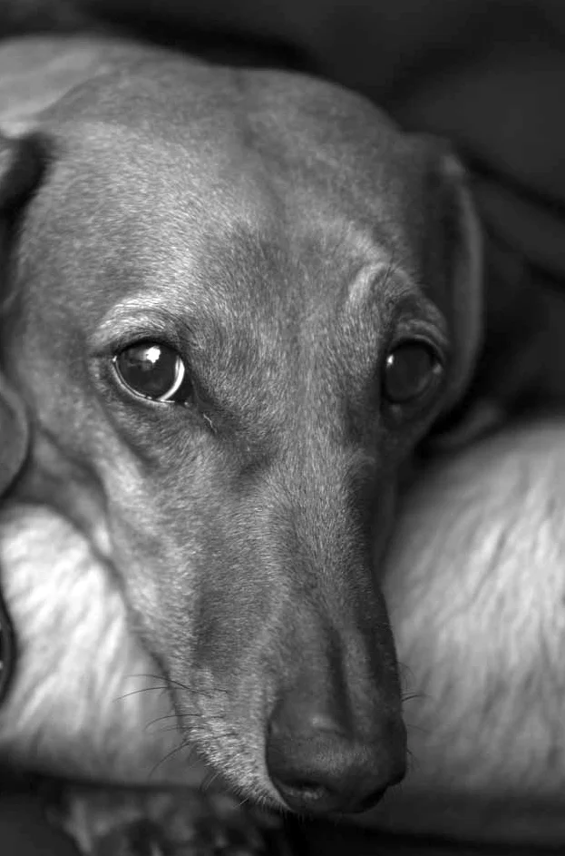 fidel The following is placeholder text known as “lorem ipsum,” which is scrambled Latin used by designers to mimic real copy. Class aptent taciti sociosqu ad litora torquent per conubia nostra, per inceptos himenaeos. Aliquam bibendum, turpis eu mattis iaculis, ex lorem mollis sem, ut sollicitudin risus orci quis tellus. Vivamus sit amet semper lacus, in mollis libero.