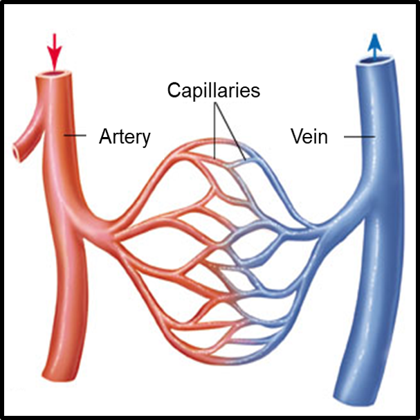 ACSM IPE Blog capillary bed.png