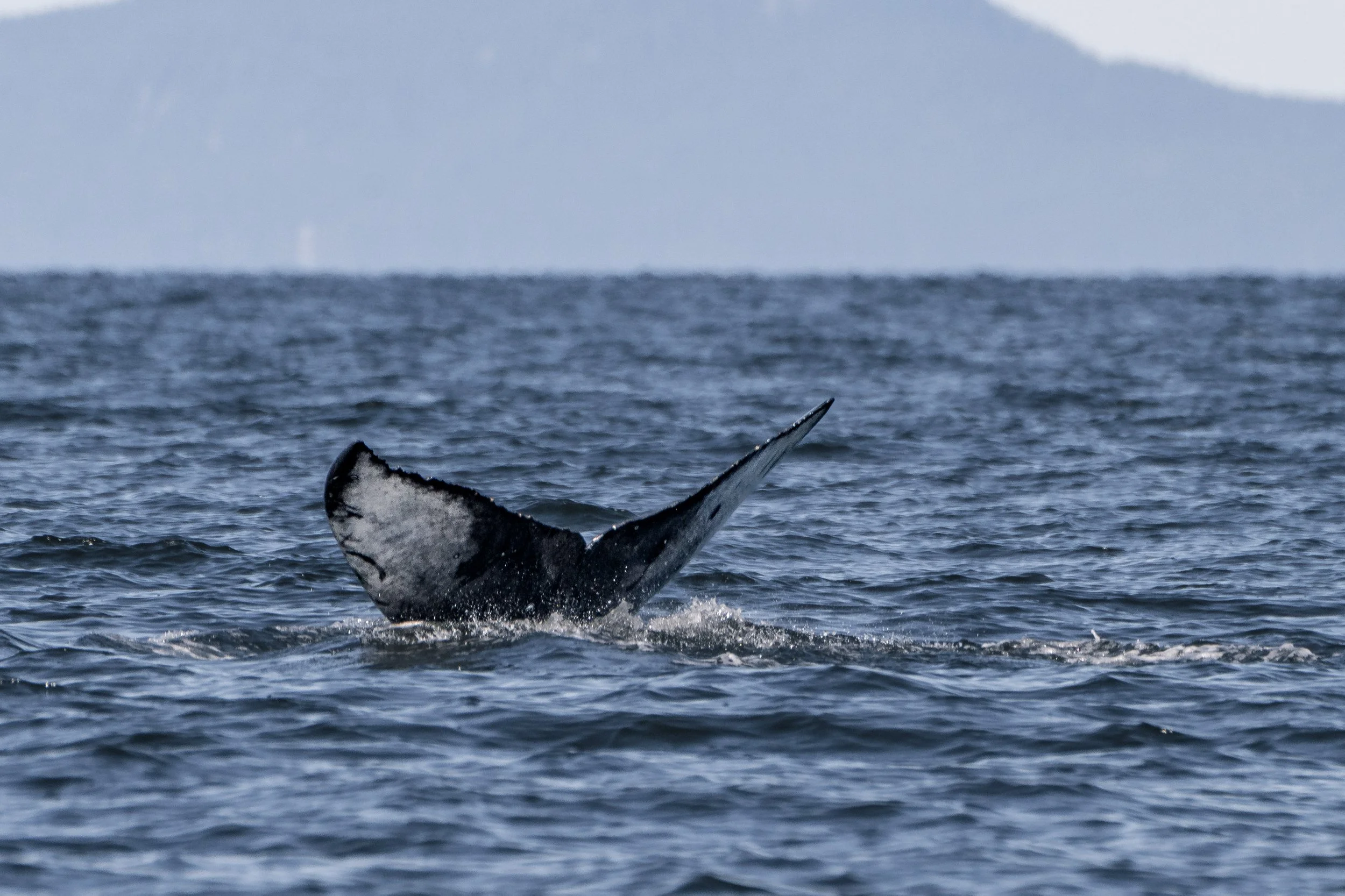 A young humpback diving near Nanaimo.