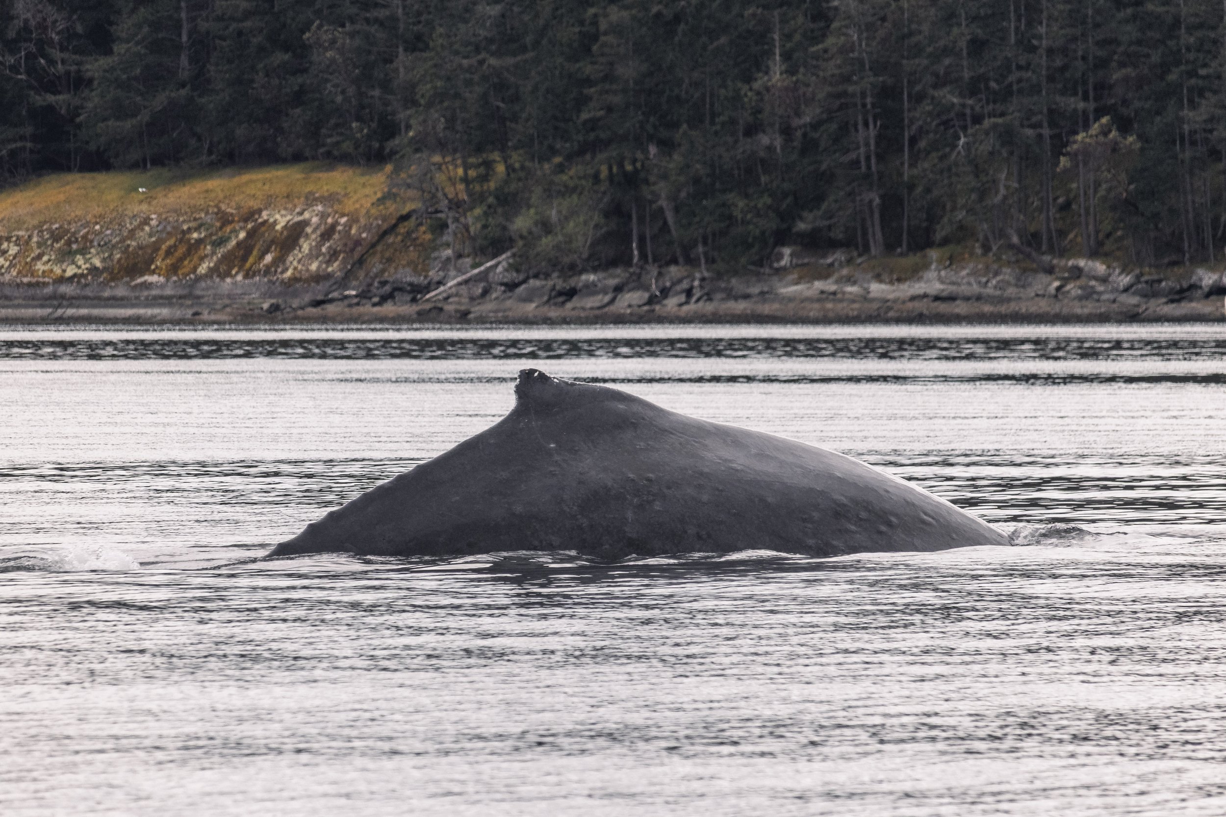 Humpback Whale BCY0946 Slits surfacing in Trincolami Channel British Columbia