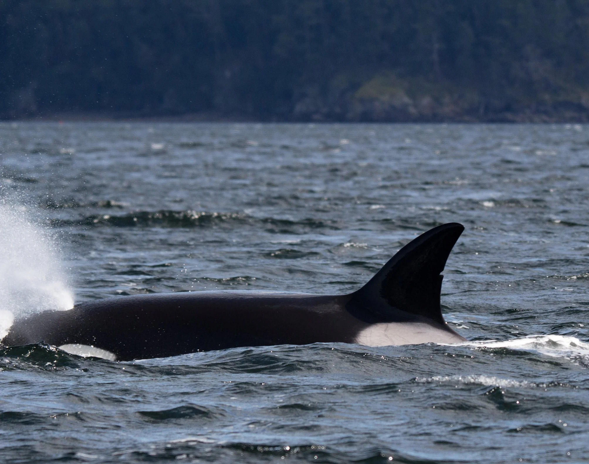 T37A surfaces after a successful seal hunt. Photo by Natalie Reichenbacher, cropped and zoomed.