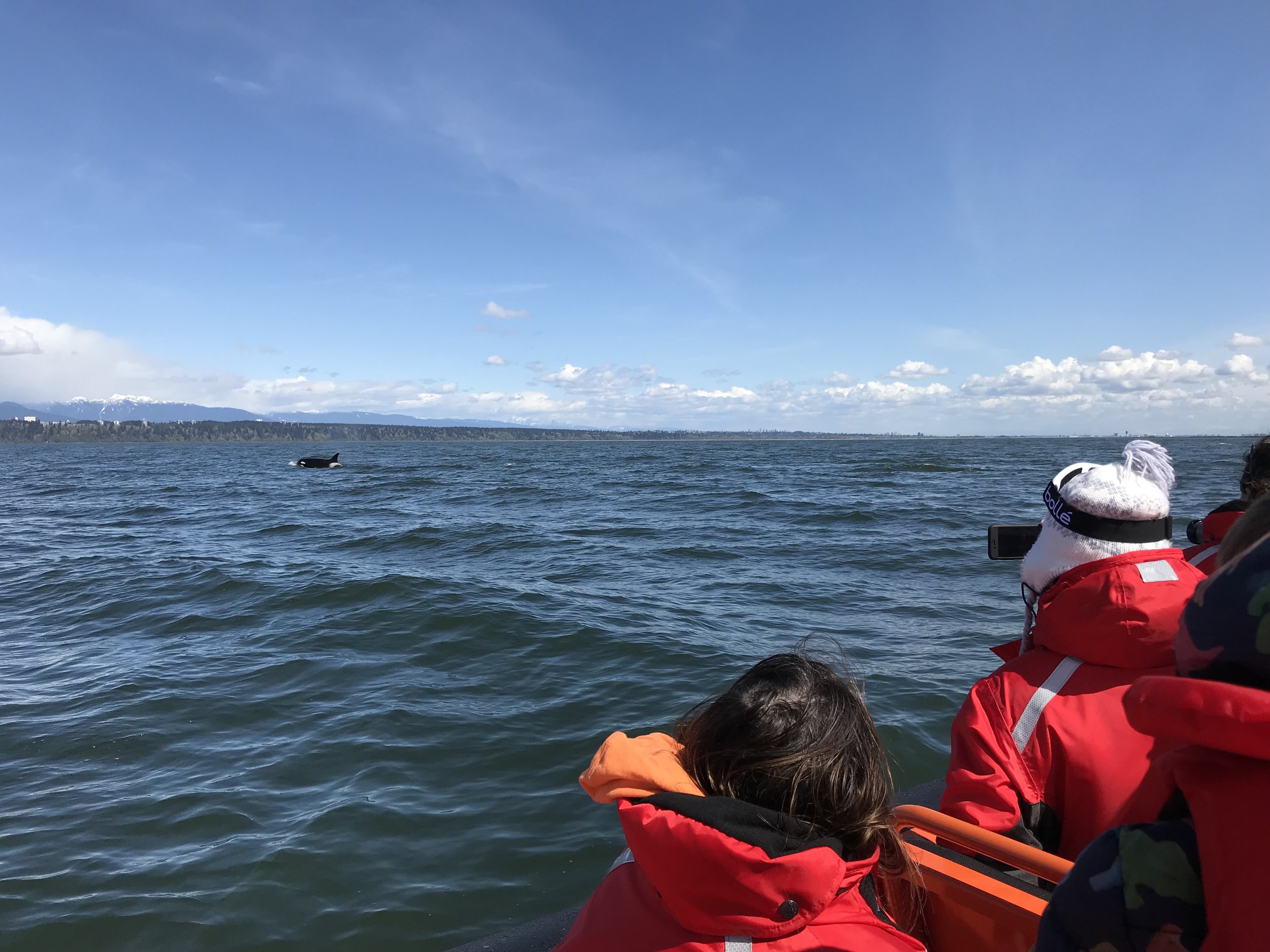 April 21, 2018 - Transient Orcas (T100s and T18s) Found near Nanaimo and Strait of Georgia