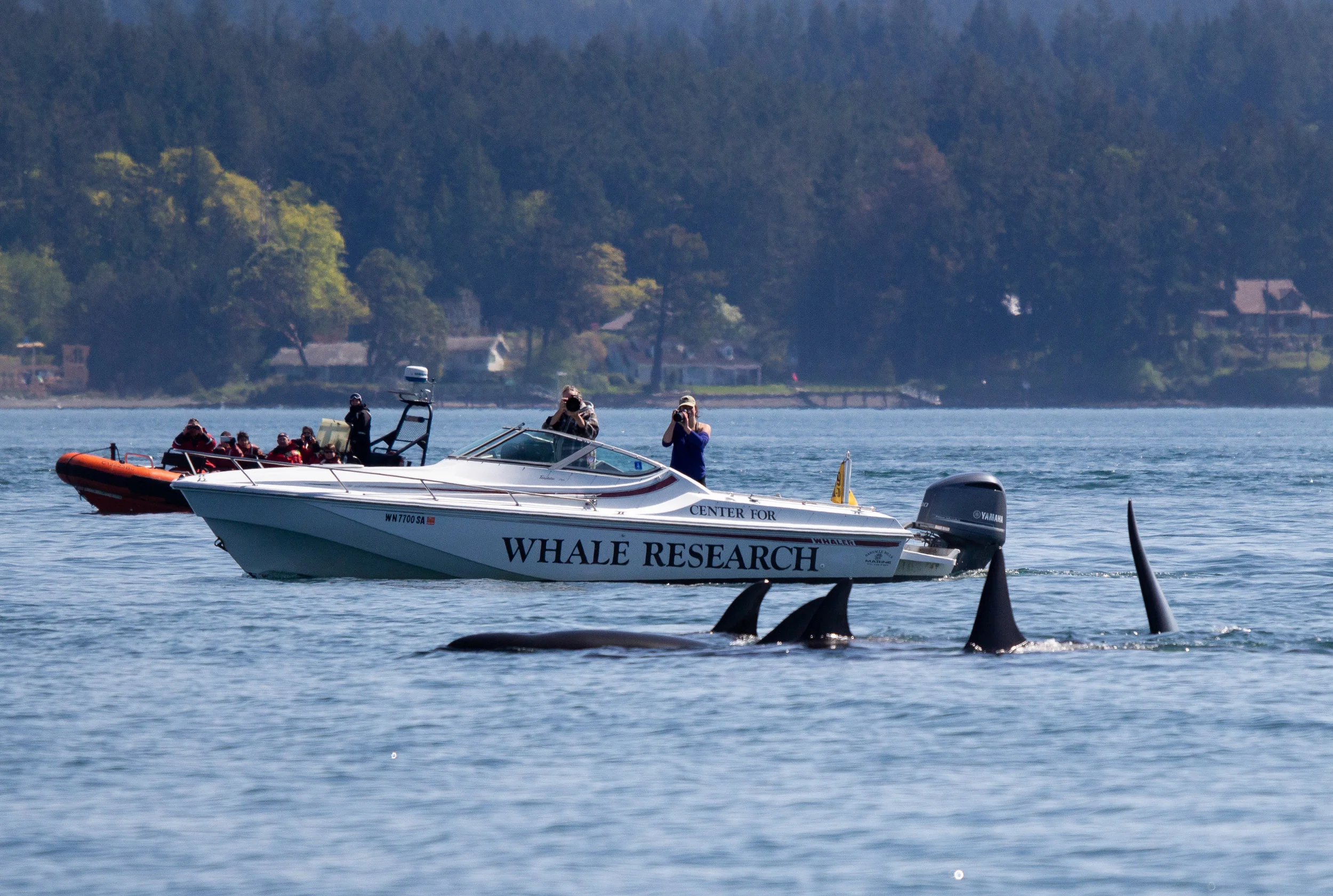 We can learn so much about these whales just by observing and taking photos. Photo by Natalie Reichenbacher.