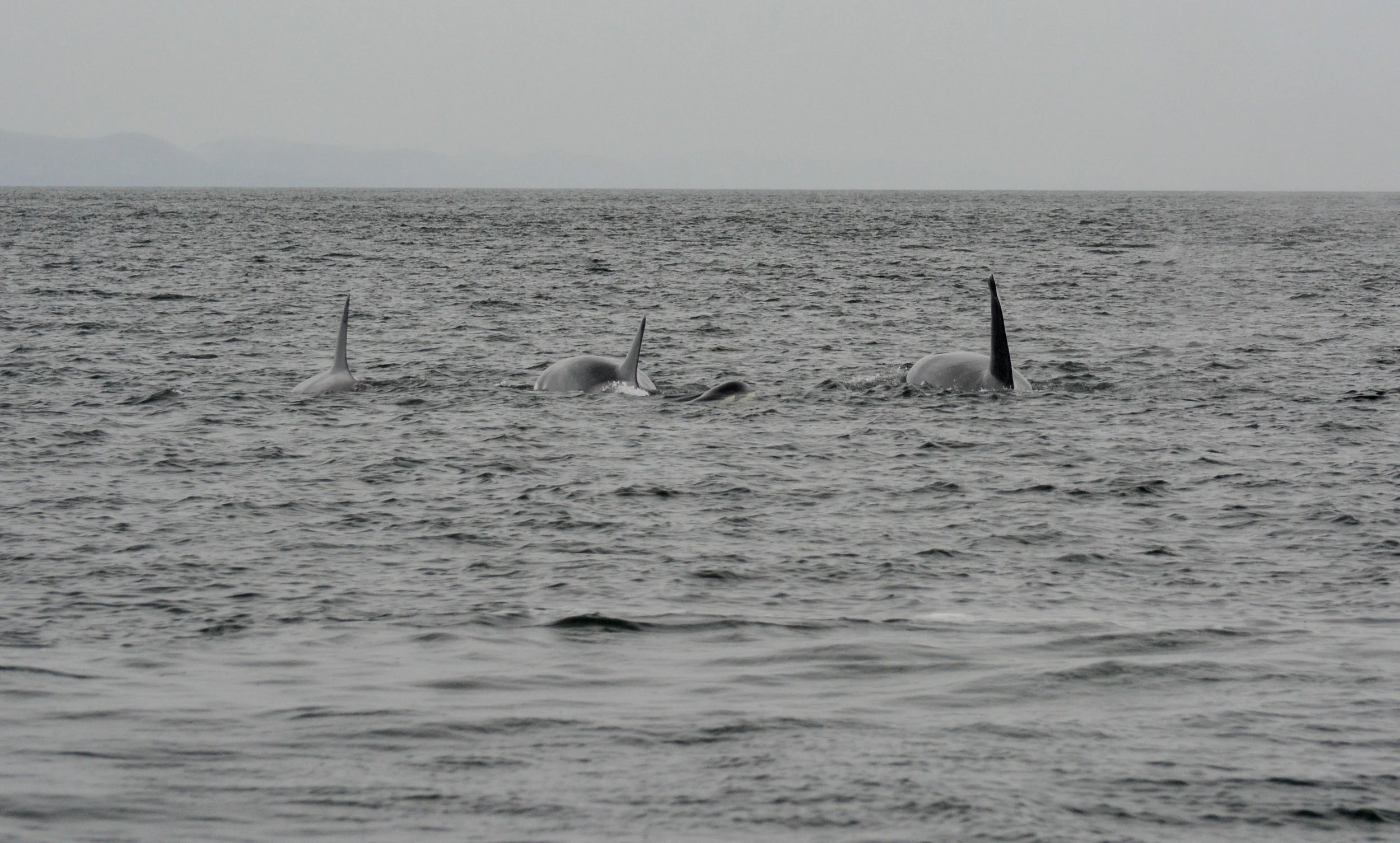 From this view you can really appreciate the size (girth!) of these animals. Photo by M Campbell and J Clyburn.