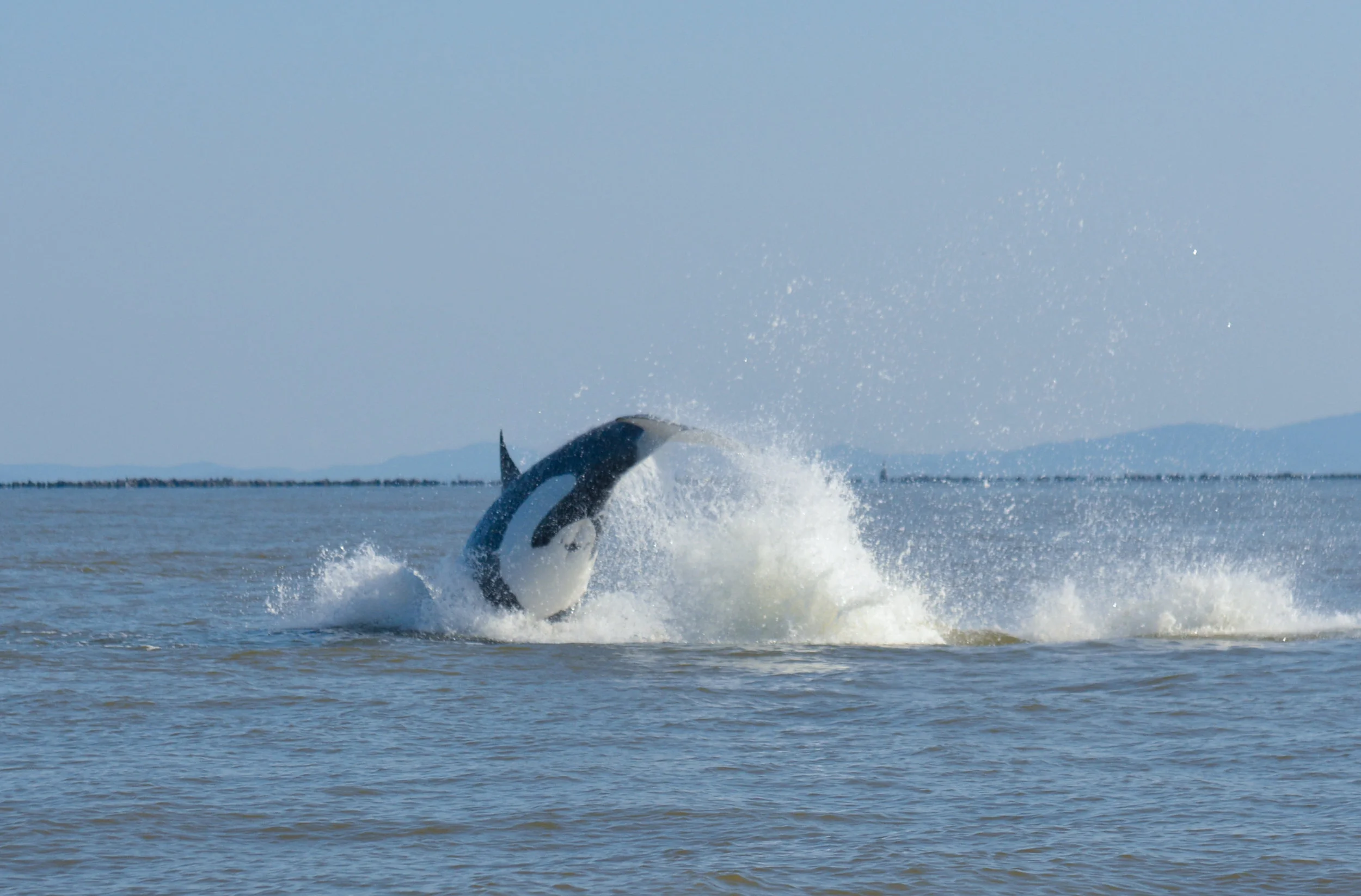POW! Lunging after a Steller sea lion. Photo by Lili Simon