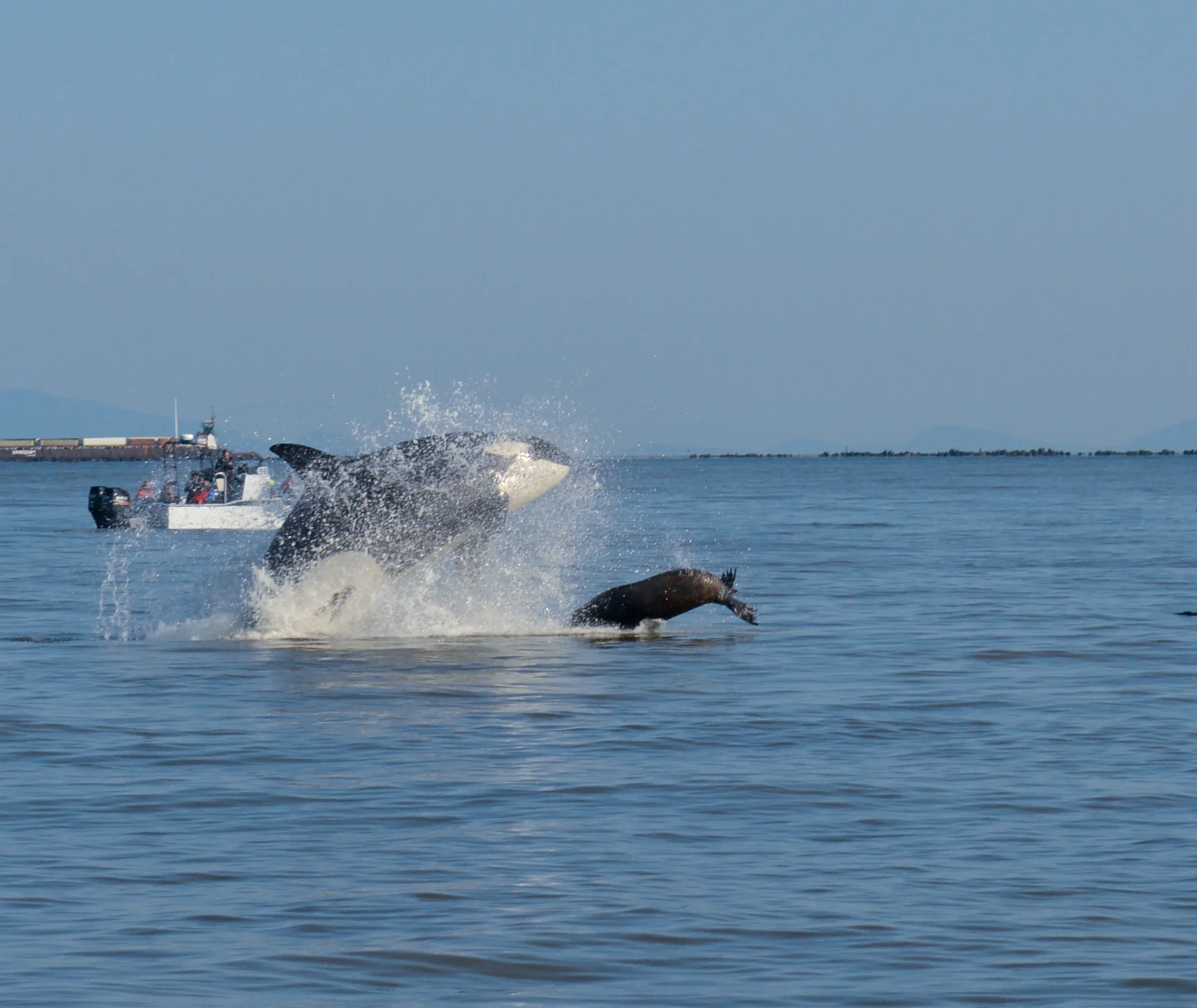 From life to LUNCH, the marine food chain in action! Photo by Lili Simon
