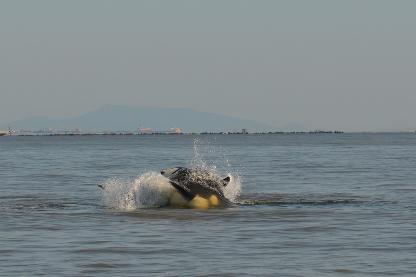 A Transient (Bigg's) orca rolls at the surface with Orcas island in the background. Photo by Lili Simon