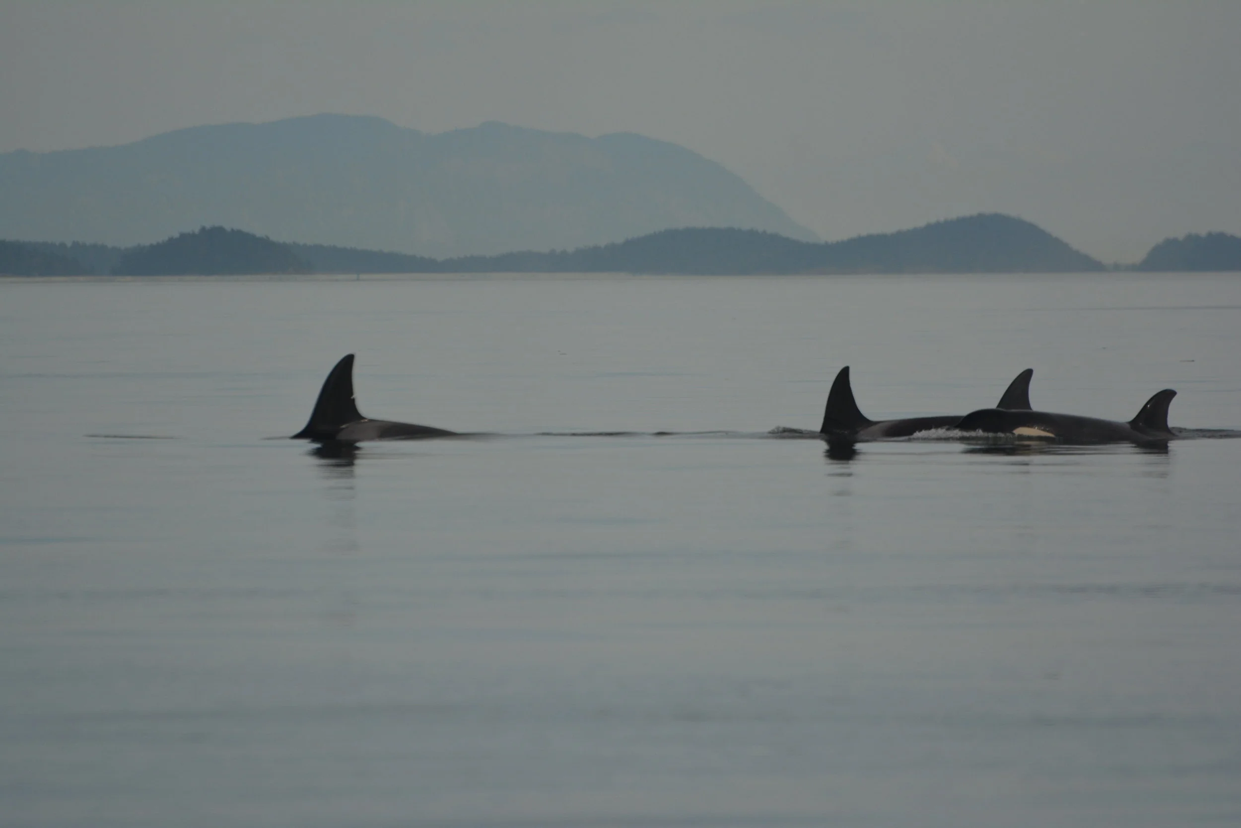 May 3, 2018 - Killer Whales near East Point