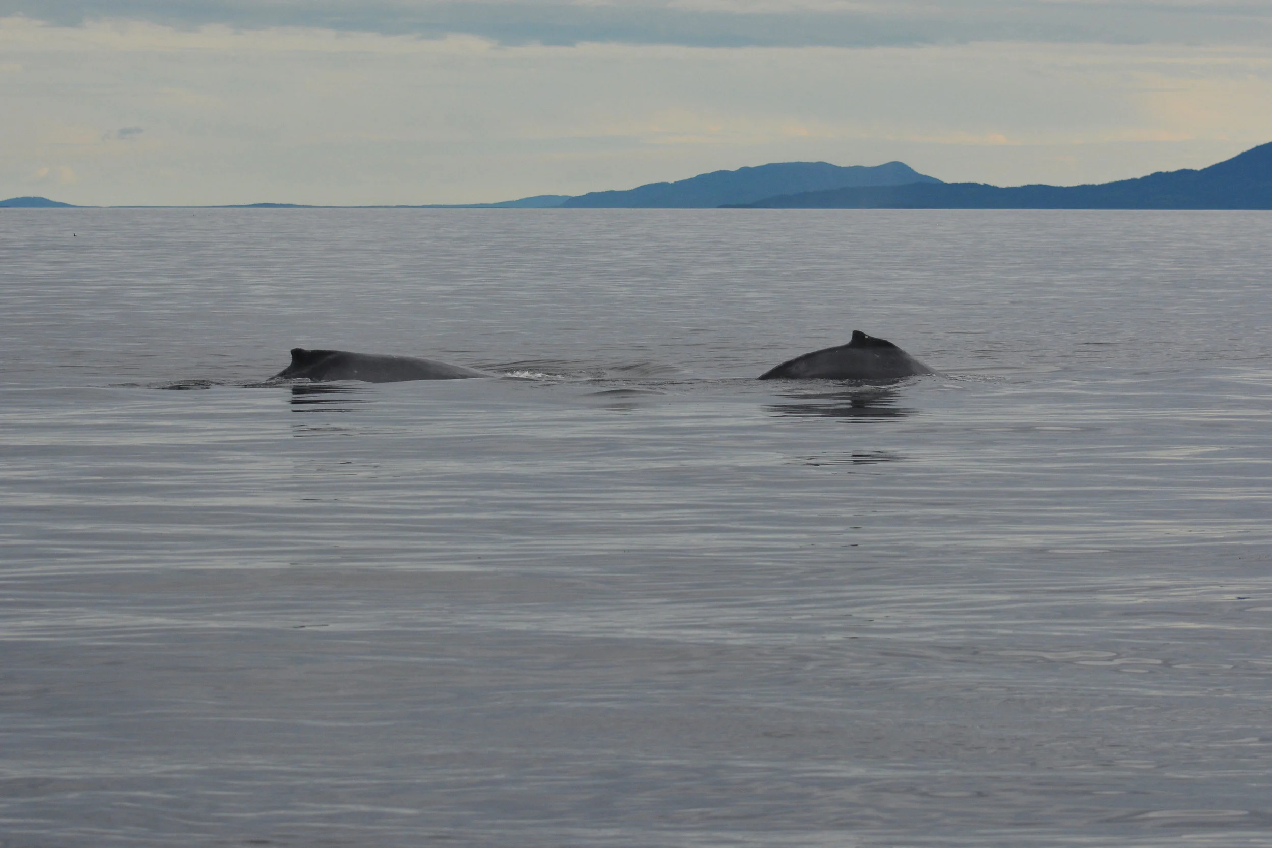"Google" (a calf of BCX1188 “Jigger”) travelling together with other calf who might be a newcomer. Photo by Alanna Vivani