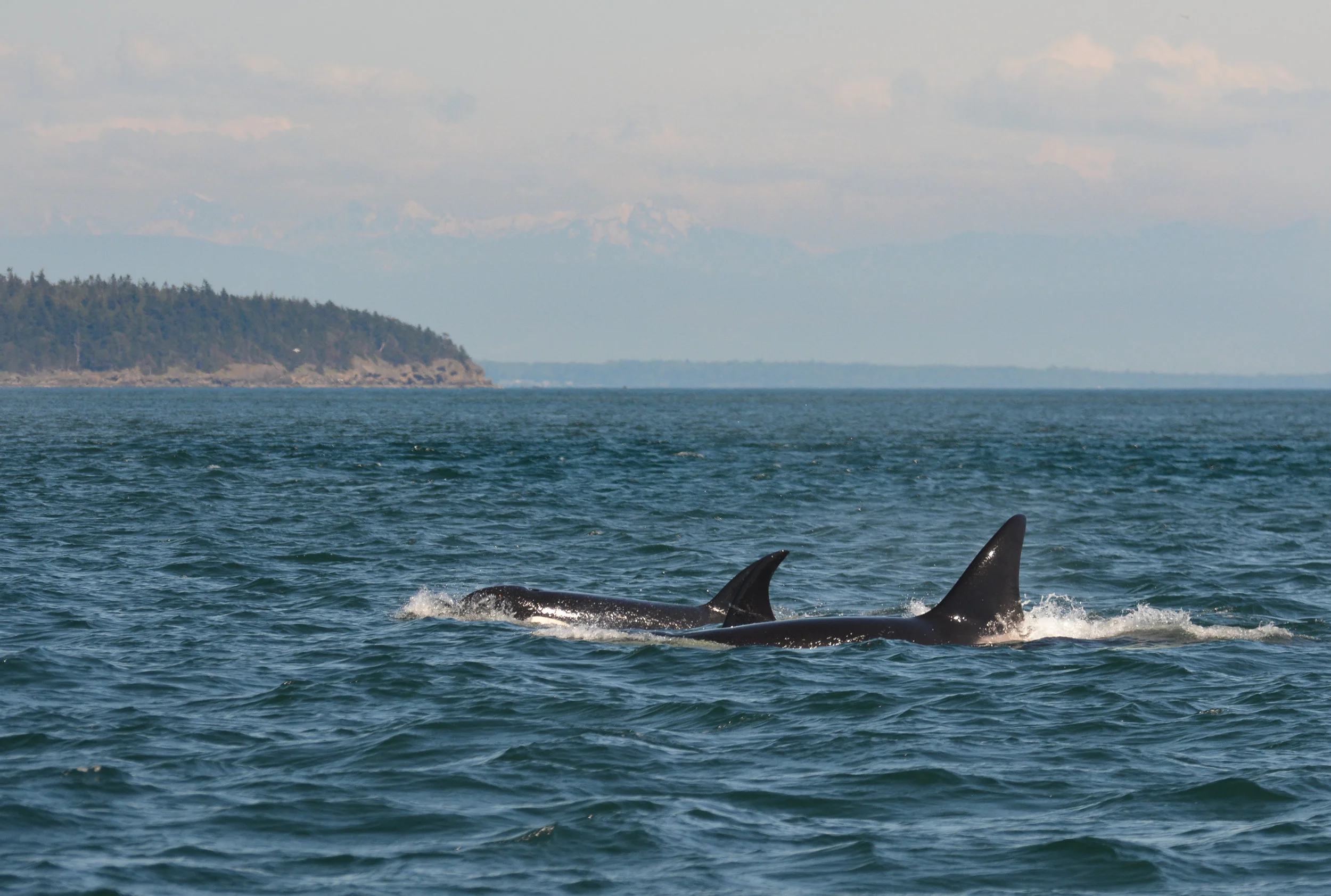 We identify individual orcas by looking at the shape of their fins and the scarring on their saddle patches (the white area behind the fin). Photo by James Clyburn
