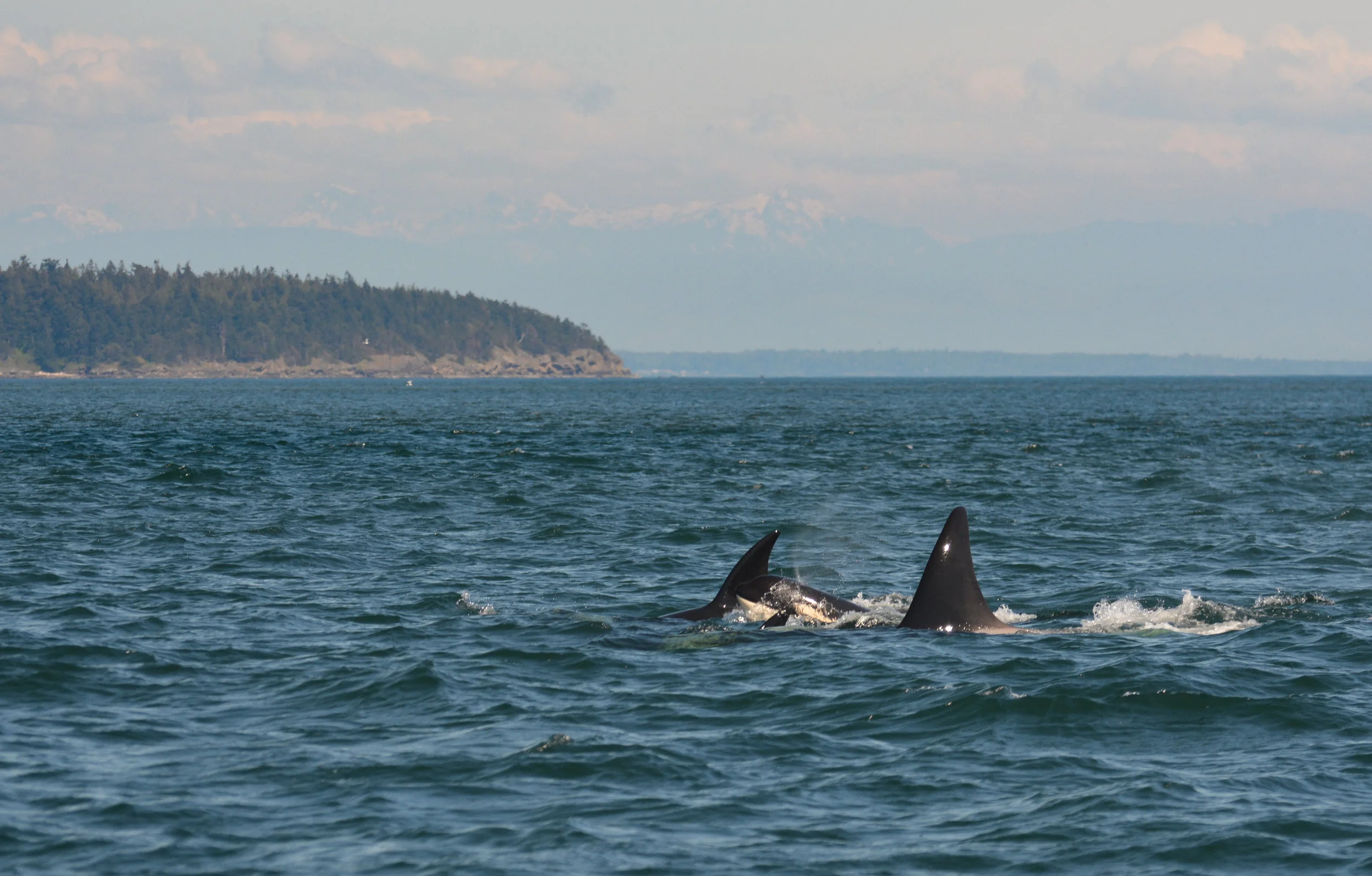 A young whale breaks through the surface to catch a breath. Photo by James Clyburn