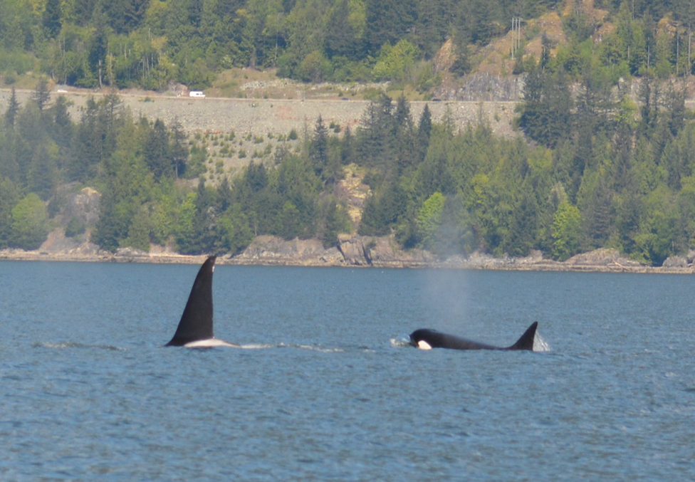 May 6, 2018 - T101's in Howe Sound