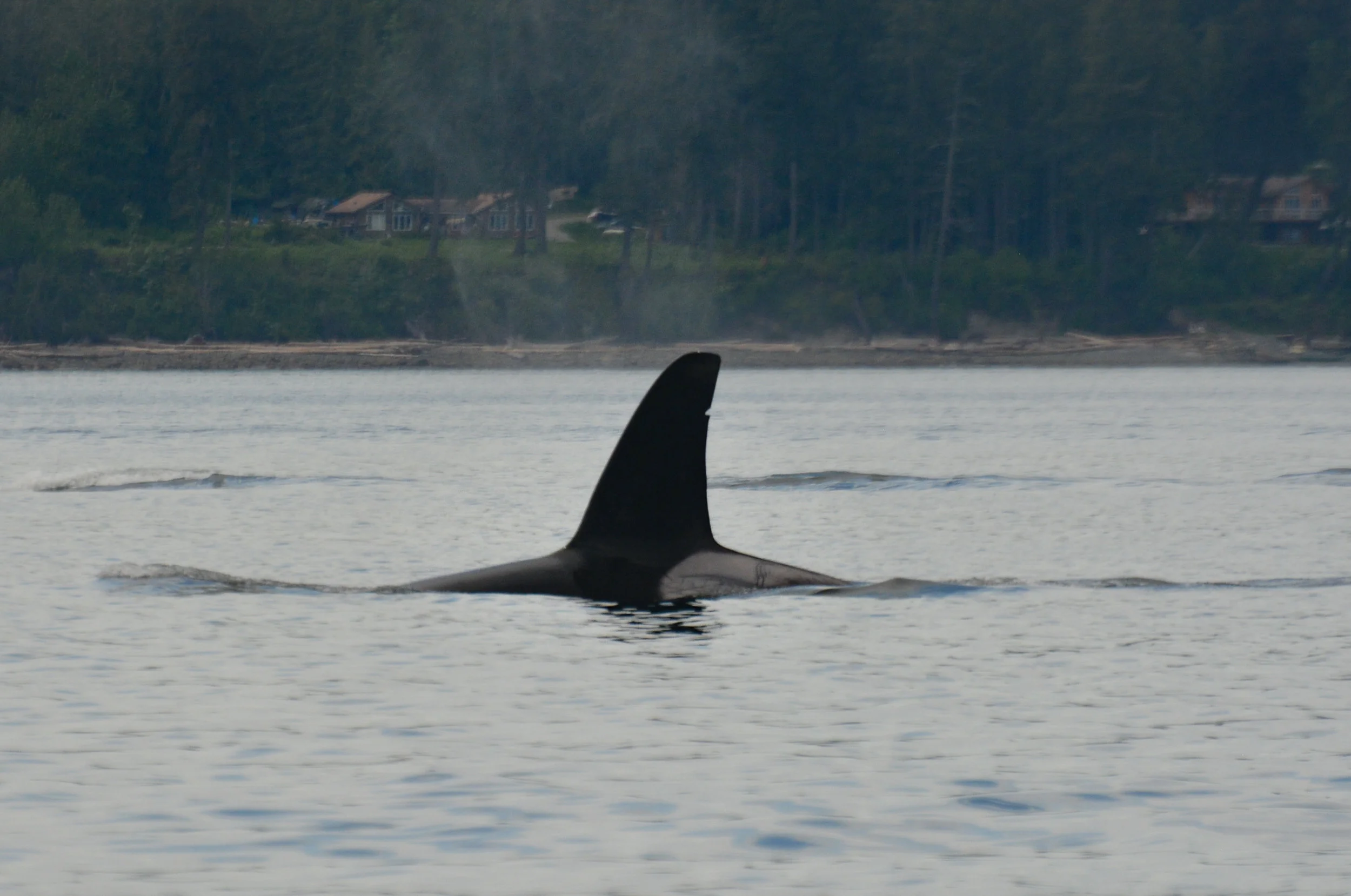 T19B's tall, tilted fin and saddle patch full of scars! Photo by Alanna Vivani