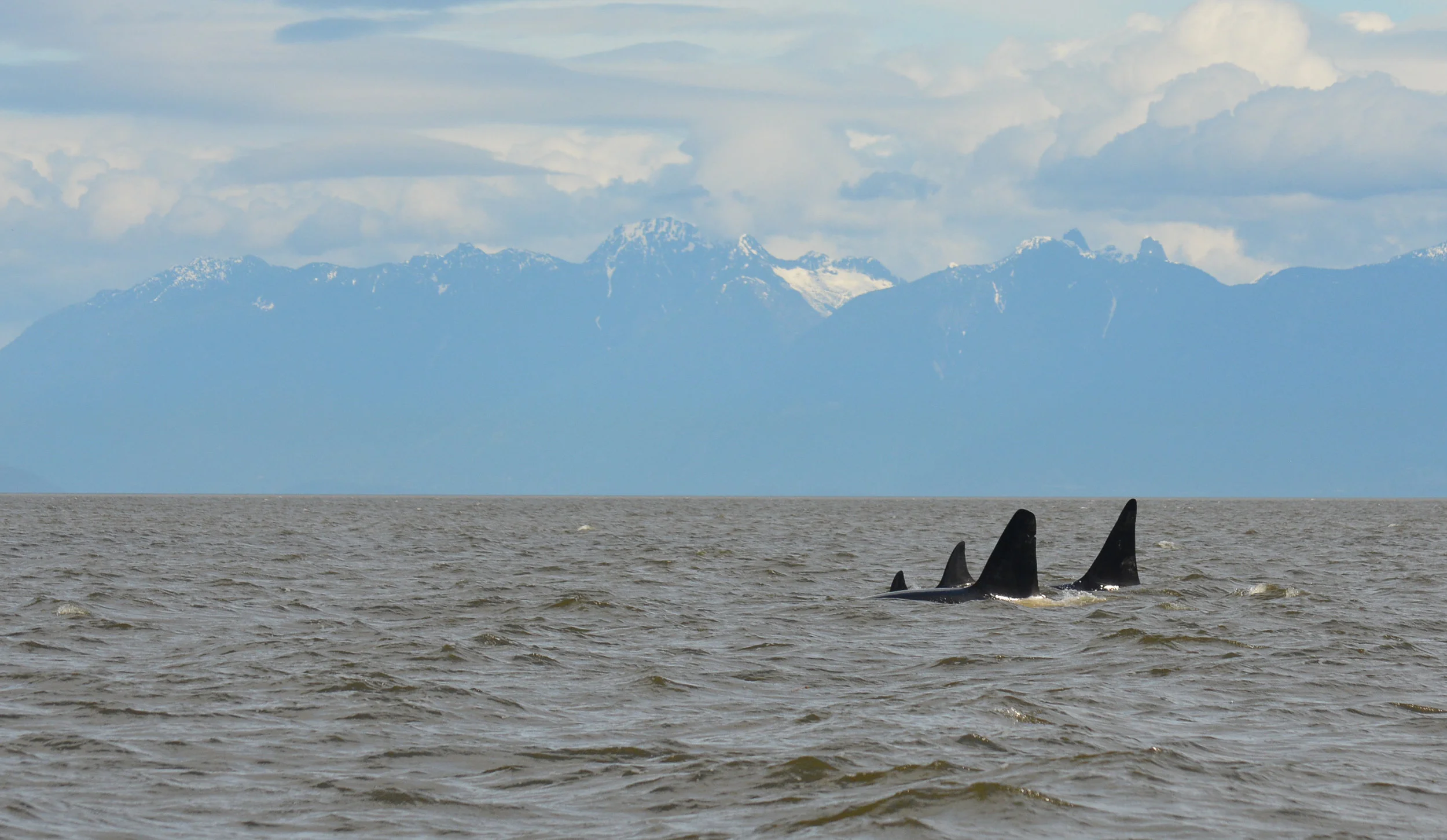 All four whales surfacing together. Photo by Val Watson