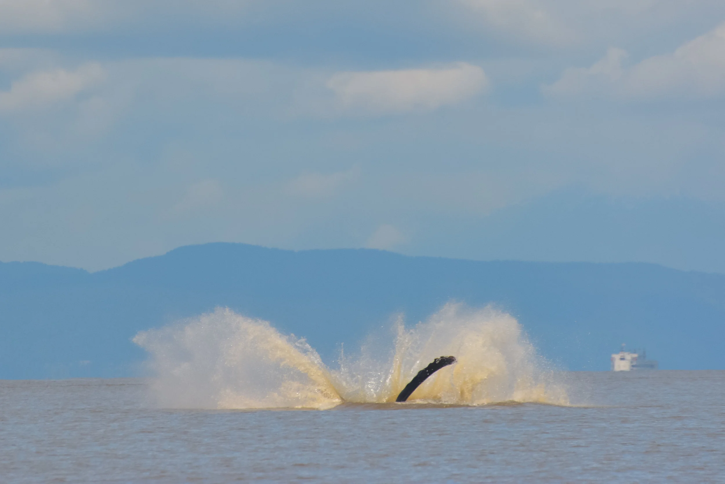 SPLASH!!! Photo by Alanna Vivani