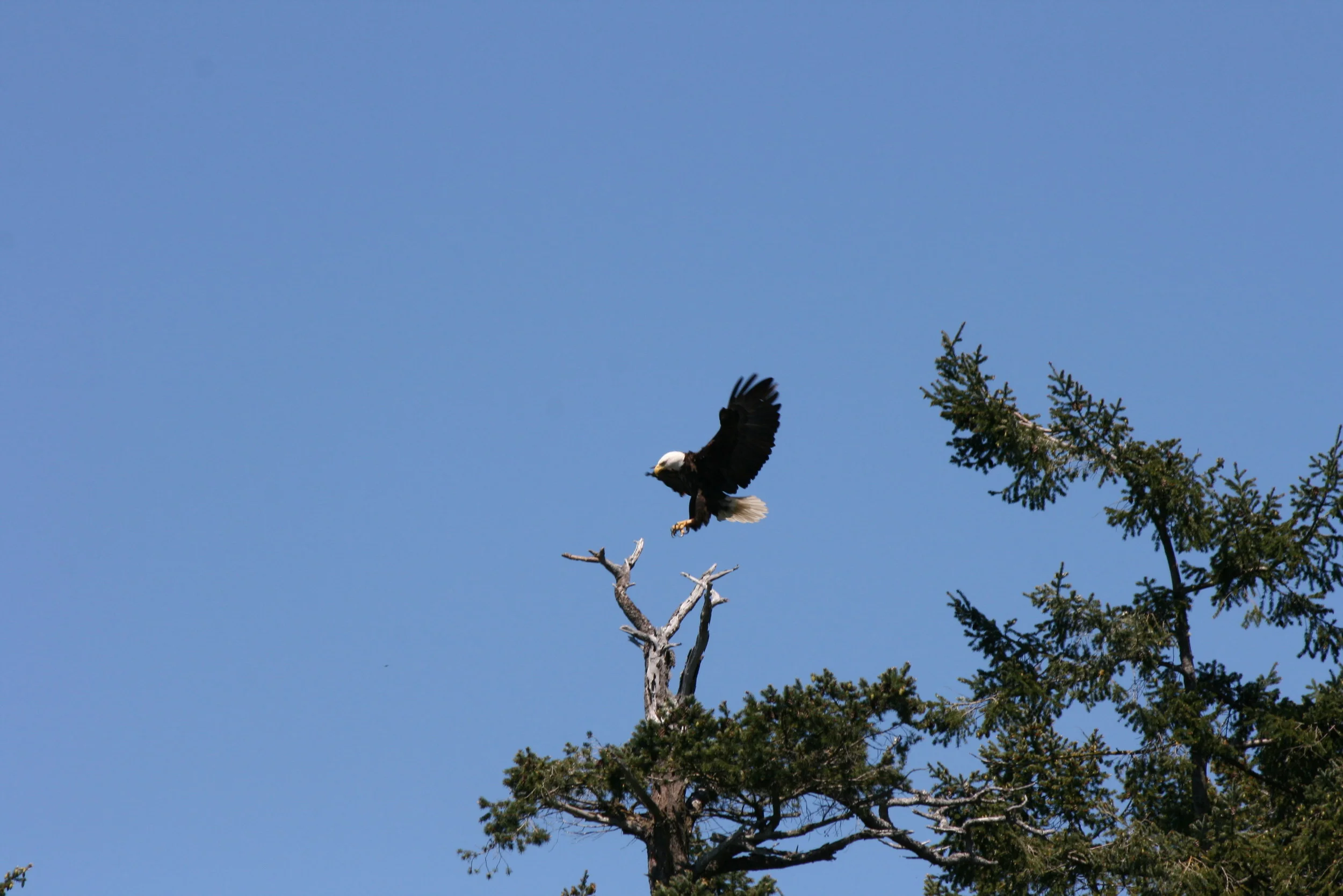 Bald Eagle preparing to land. Photo by James Clyburn