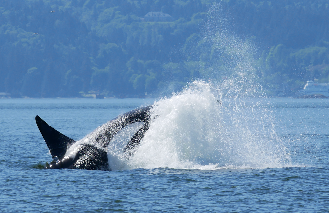 T123A "Stanley" demonstrates his strength and size by "cartwheeling" after a successful hunt. Photo by Mike Campbell