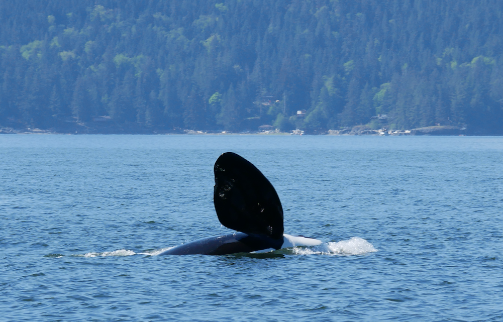 "Stanley" shows off his pec by slapping it at the surface. Photo by Mike Campbell 