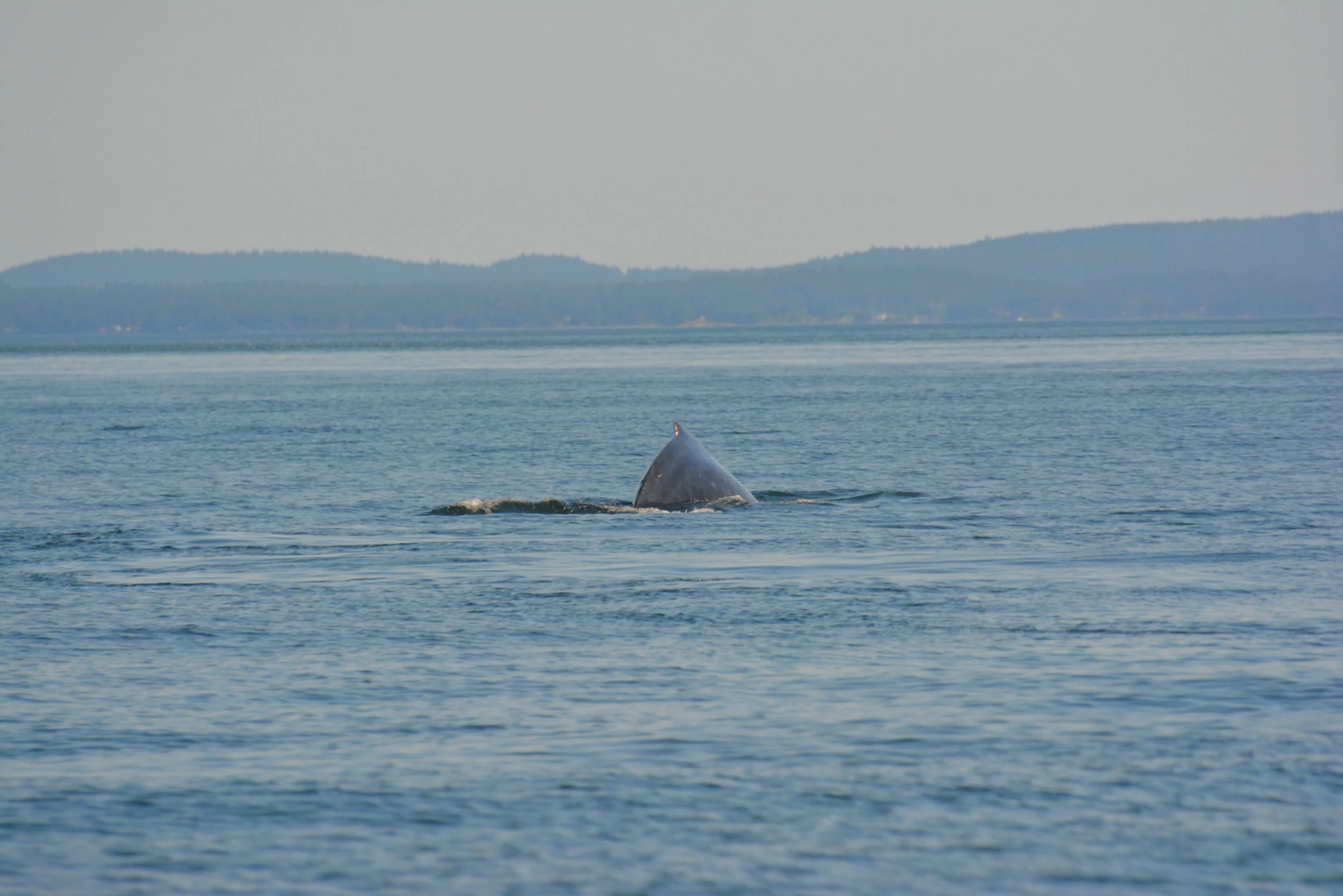 Rear view of a humpback whale's tiny dorsal fin. Photo by Val Watson