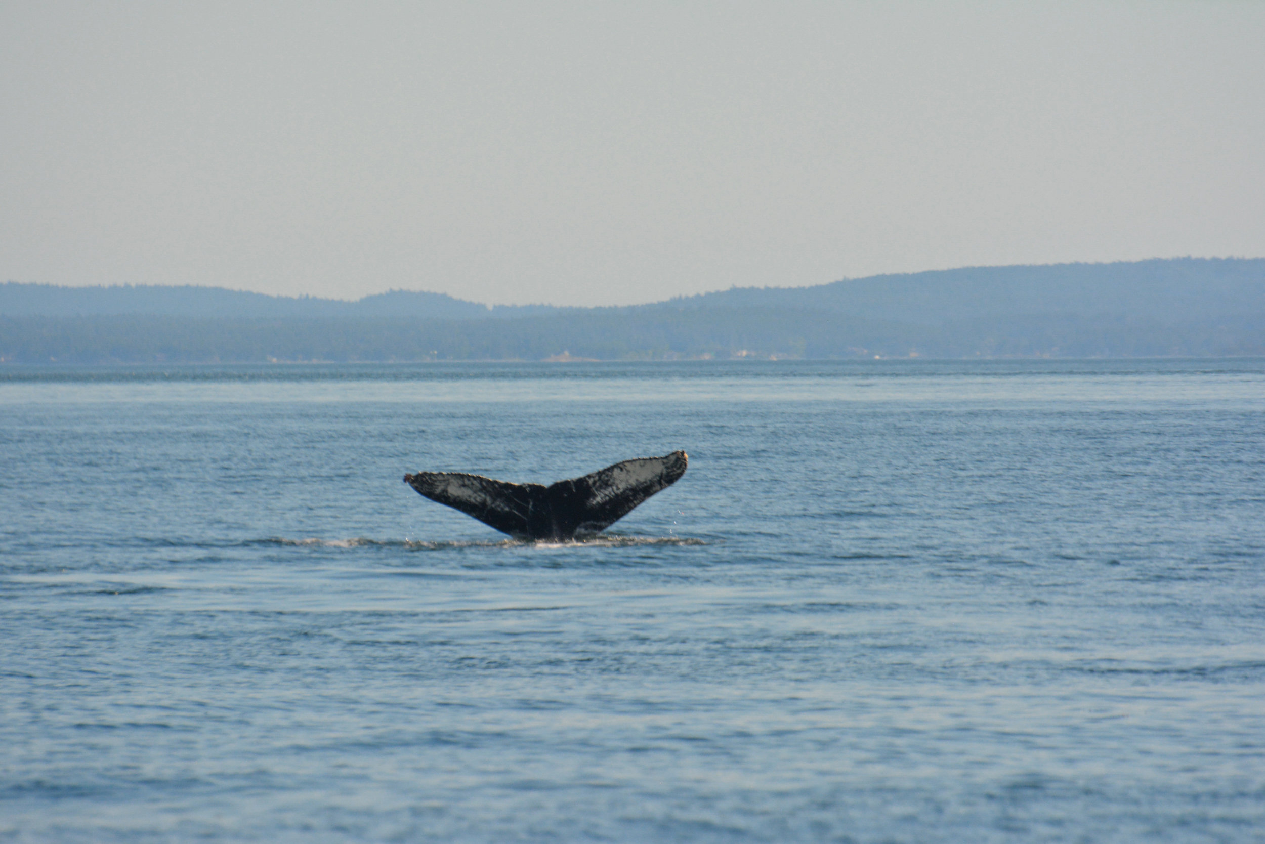 May 15, 2018 - Getting acquainted with Scratchy the humpback whale
