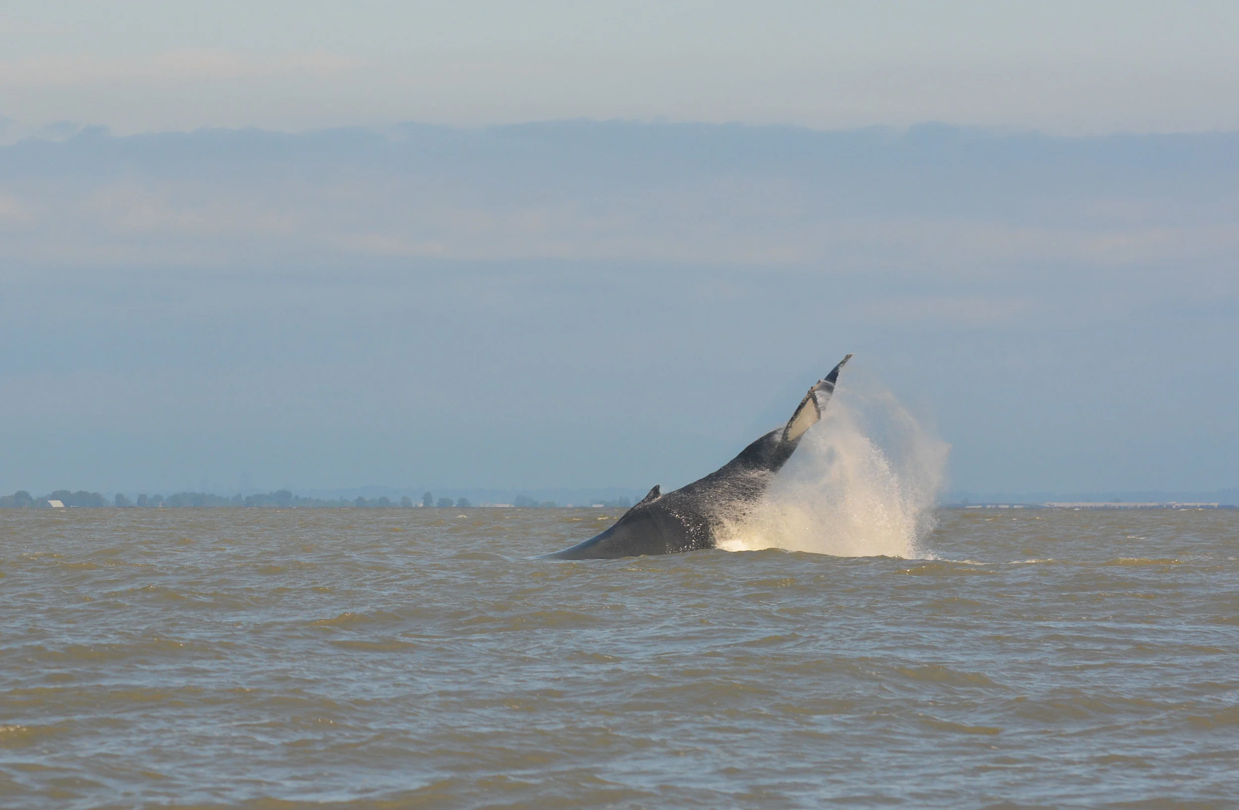 So much power in these tail lobs! Photo by Kaitlyn Watson.