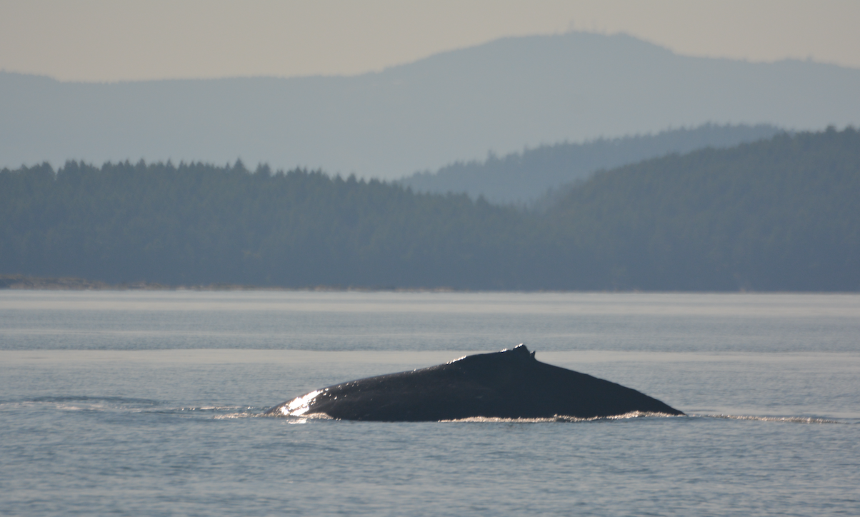 Here's BCZ0298 "Split Fin" surfacing. See how the dorsal fin has a split? That's where this whale got its name! Photo by Alanna Vivanni.