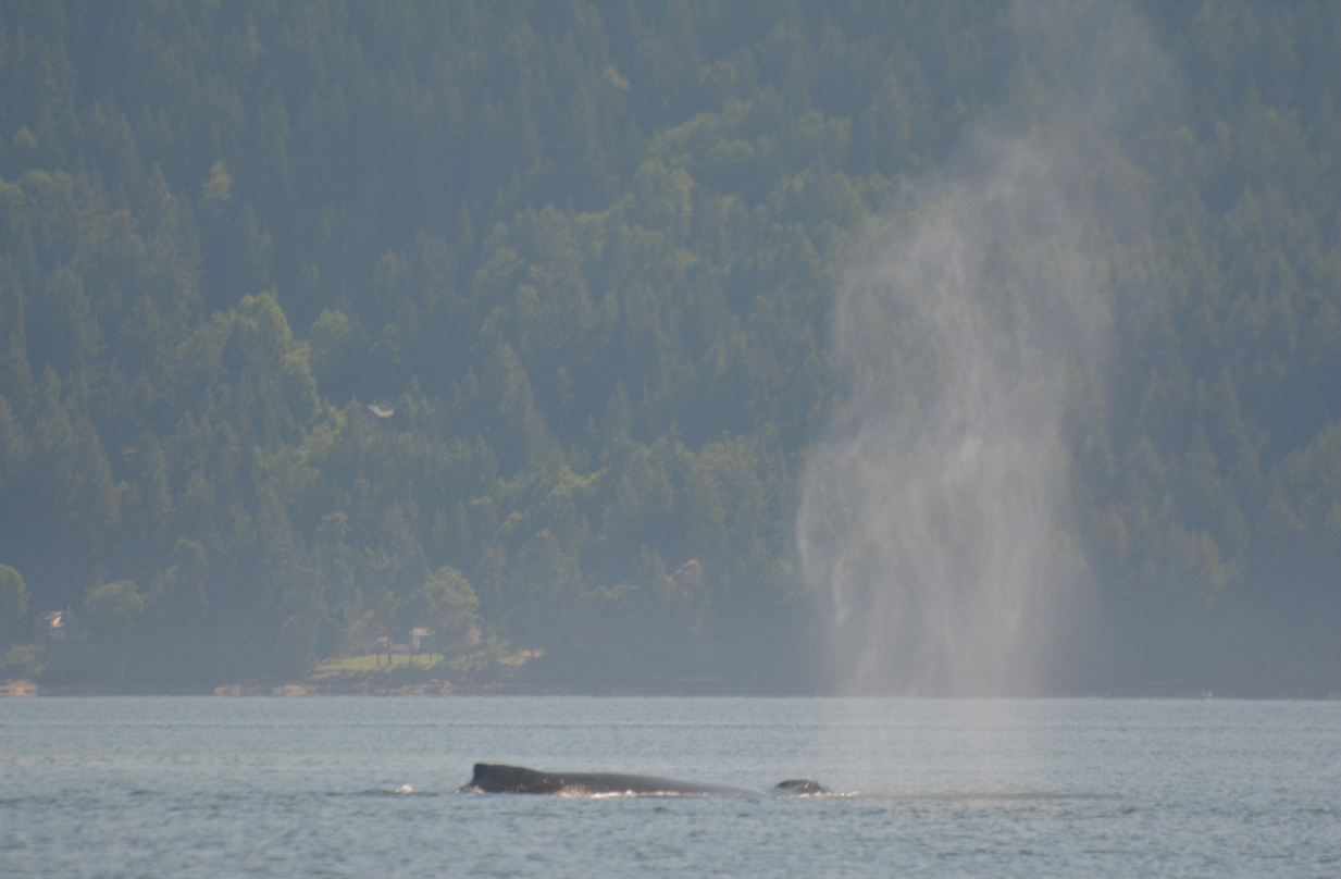 When a humpback whale surfaces to breathe, it produces a spout up to 15 feet high! This makes them easy to spot in calm seas. Photo by Alanna Vivanni 