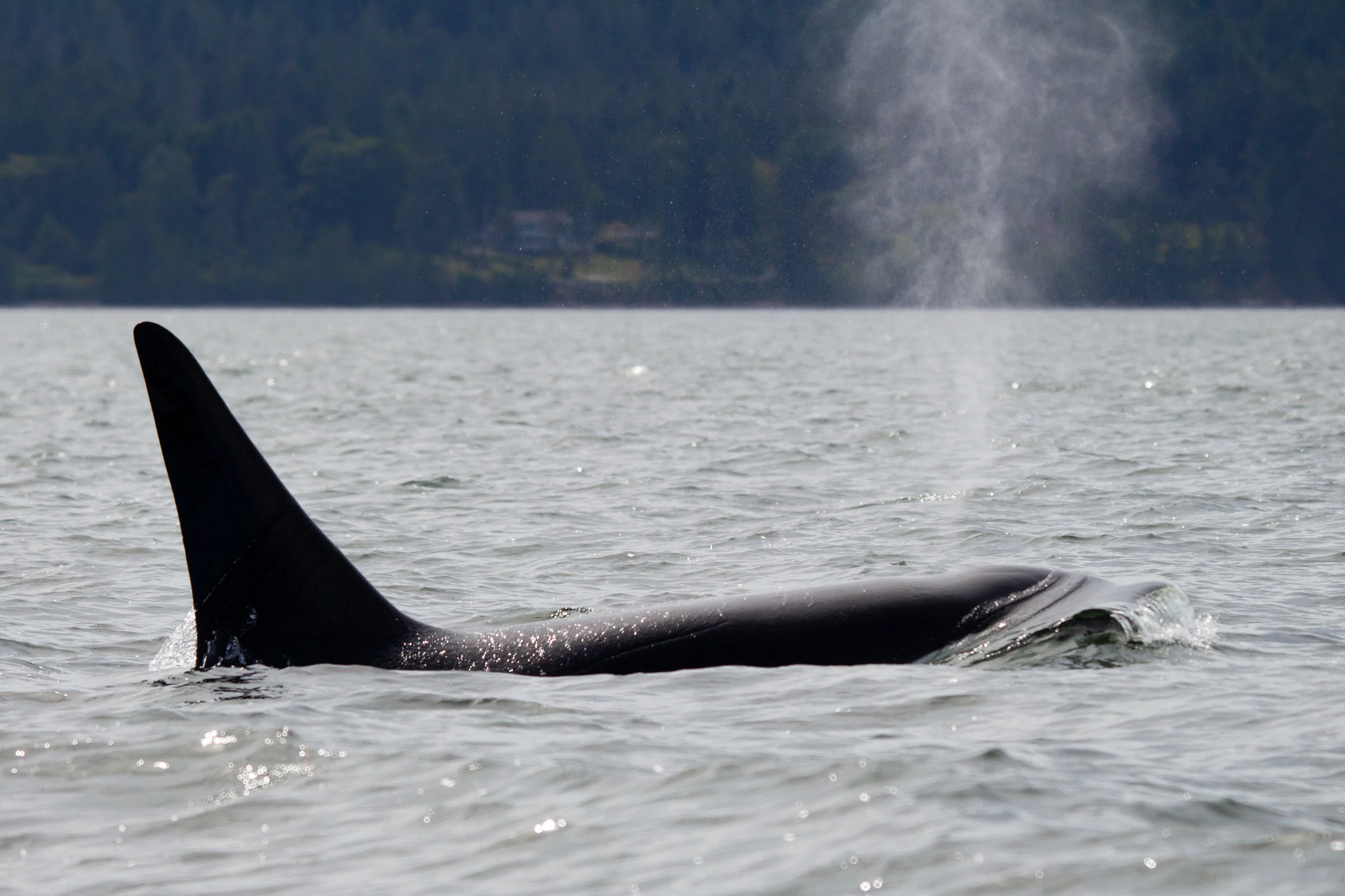 Killer whales are constantly on the move! This bull is breaking through the surface to take a quick breath of as he travels through Trincomali Channel. Photo by Natalie Reichenbacher
