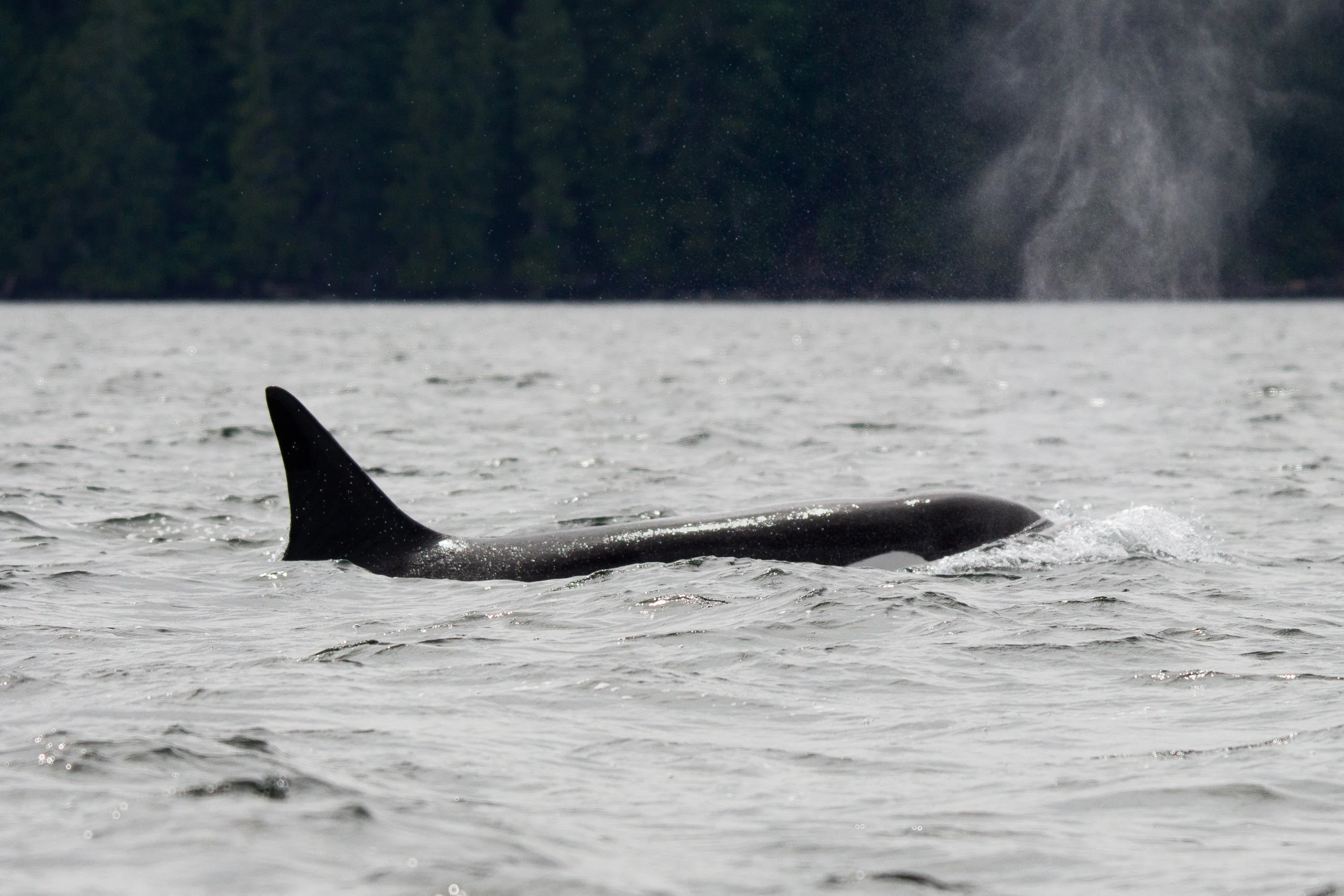 Momma leading the pod. Photo by Natalie Reichenbacher