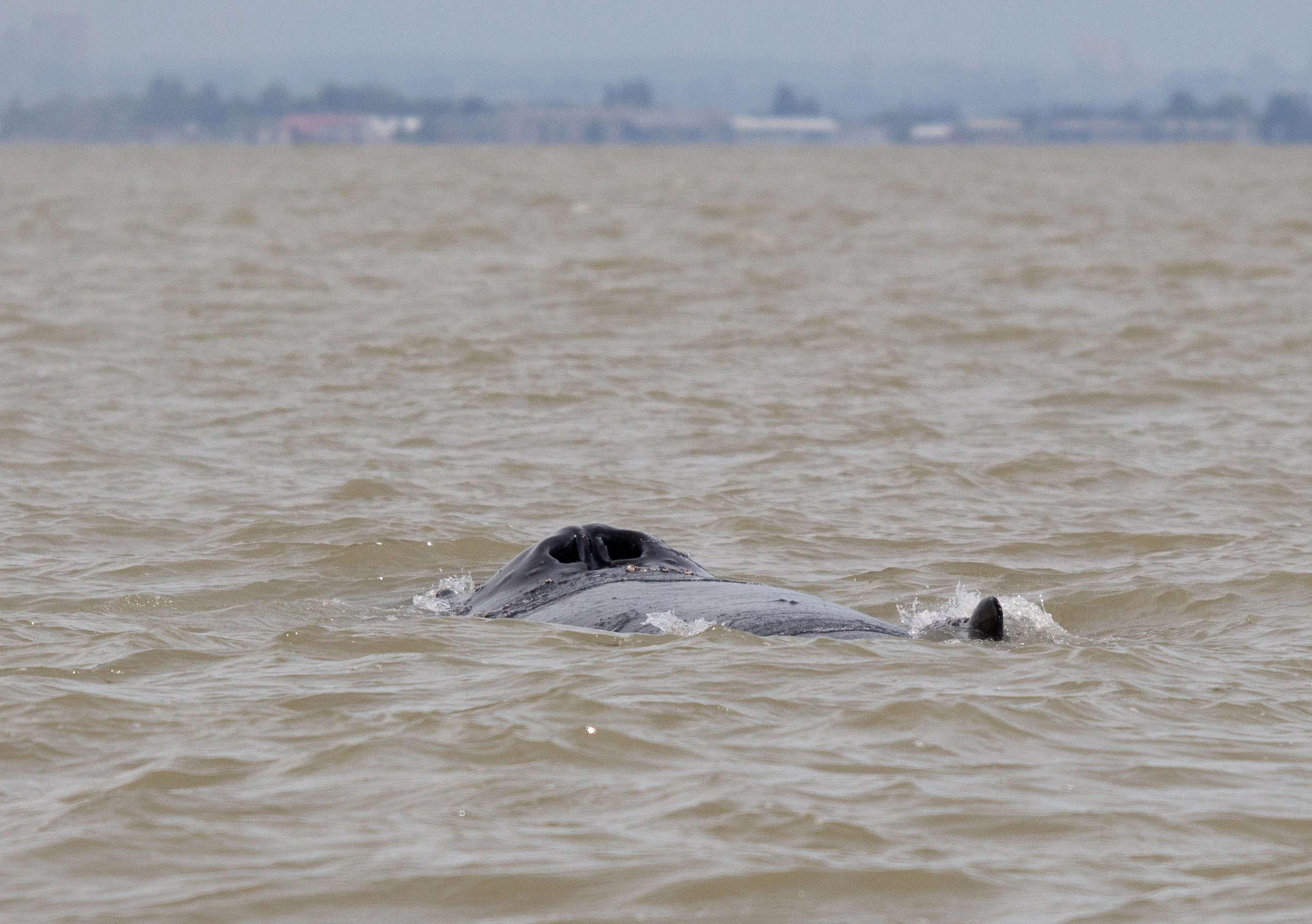 The biggest set of nostrils we've ever seen! "Anvil" the humpback whale surfaces for a massive breath. Photo by Natalie Reichenbacher