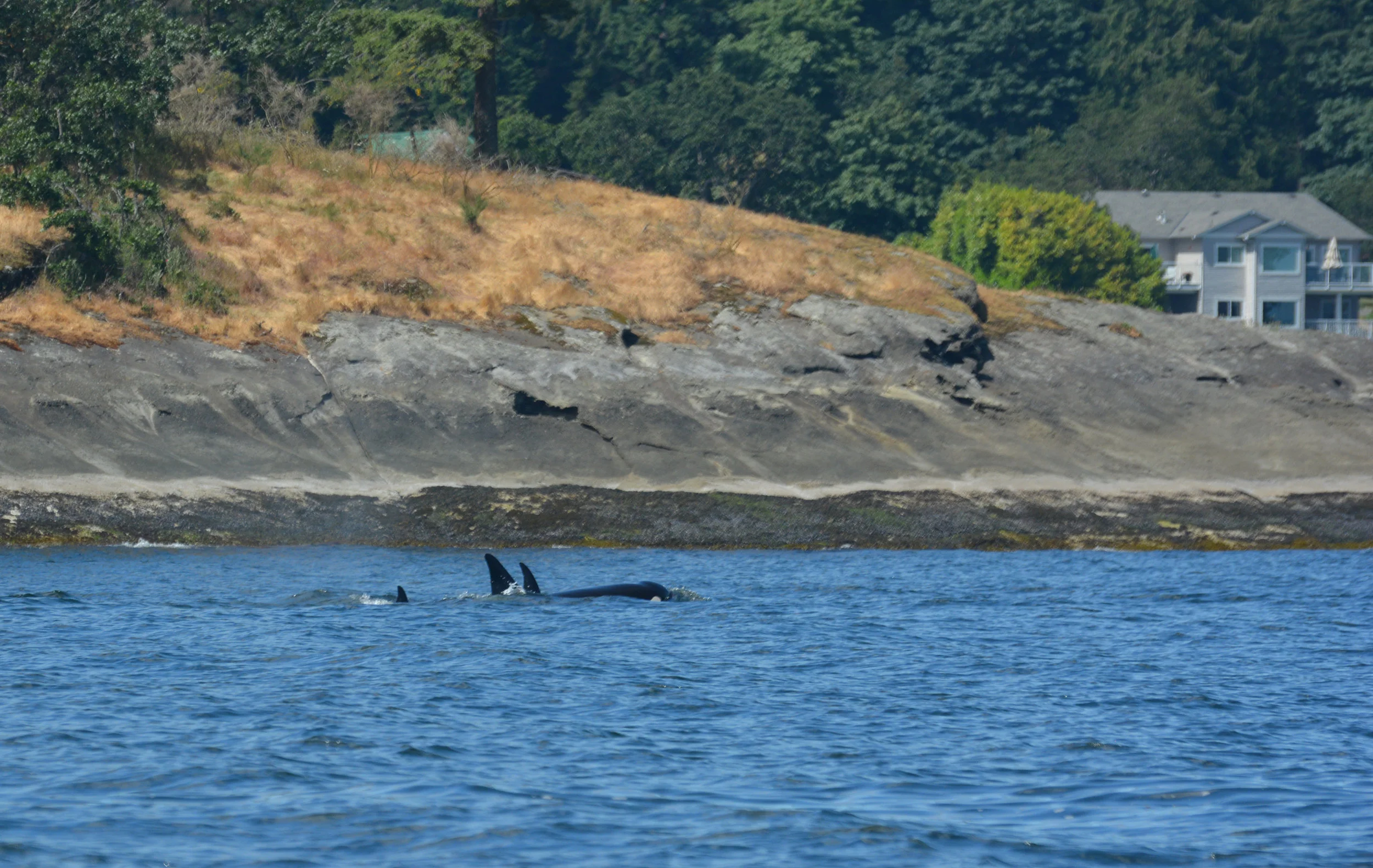 The whales leaving Departure bay, headed for the Strait of Georgia. Photo by Lili Simon