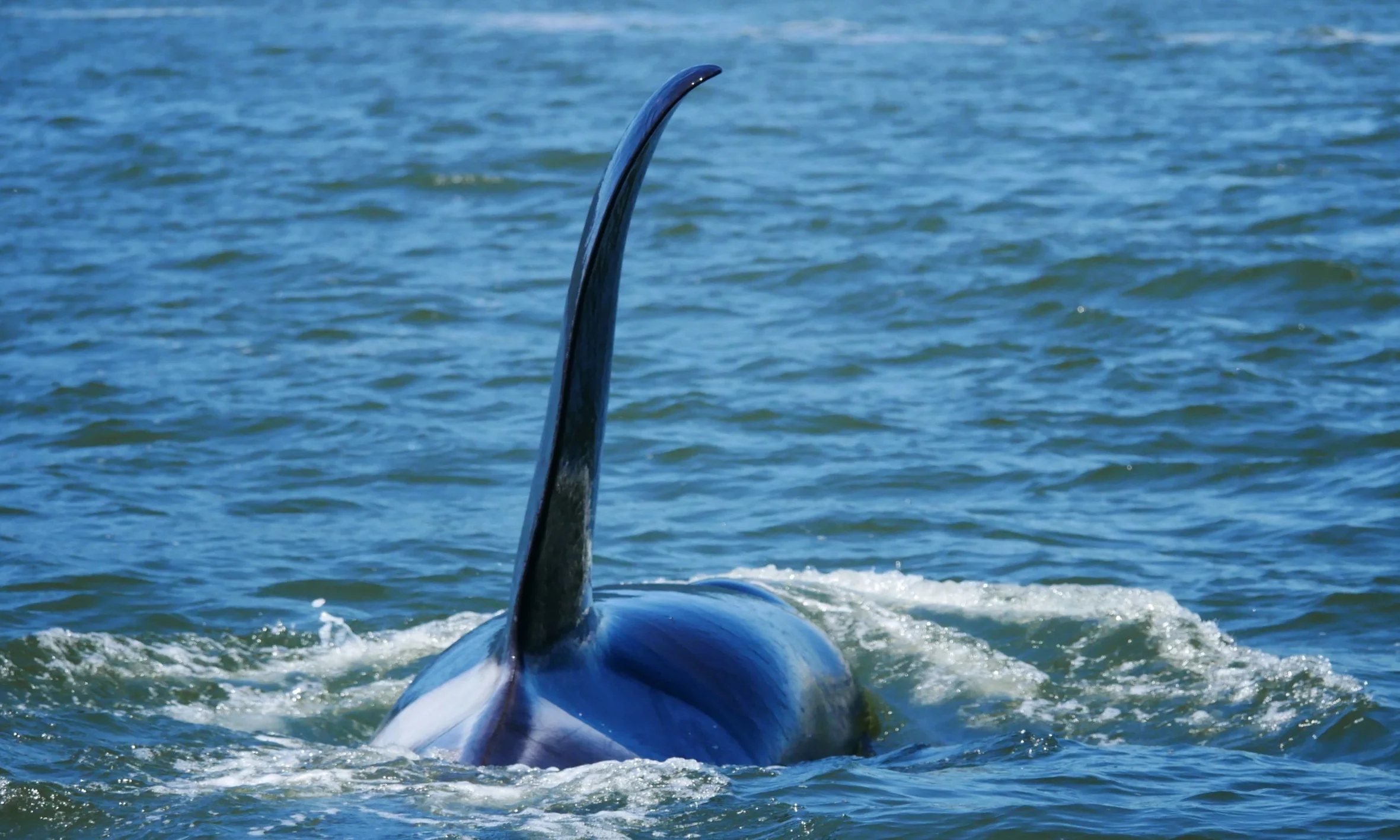 May 27, 2018 - T101's in Howe Sound, again!