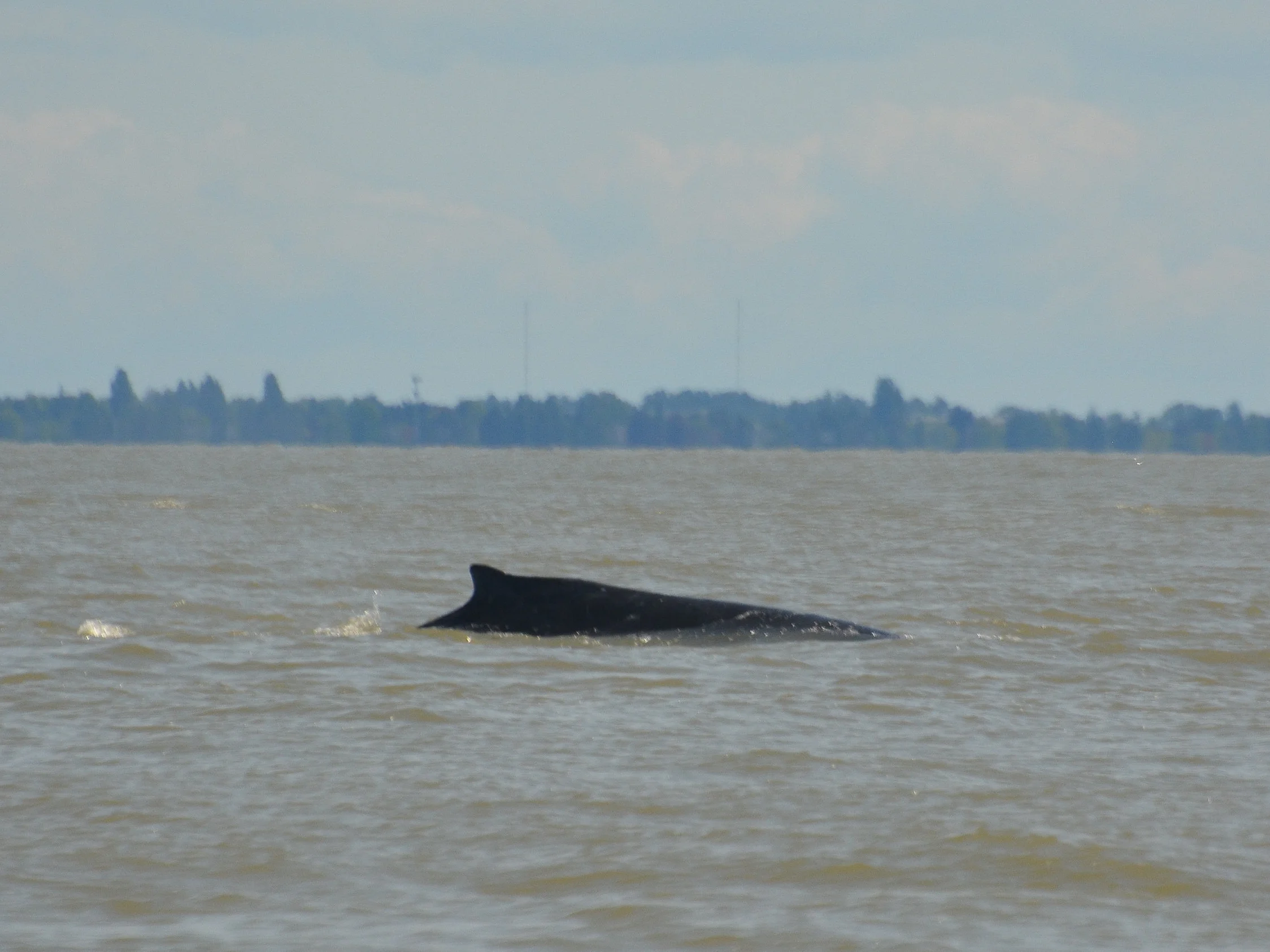 Right and left dorsal photographs help us to ID individual animals. Photo by Alanna Vivani.