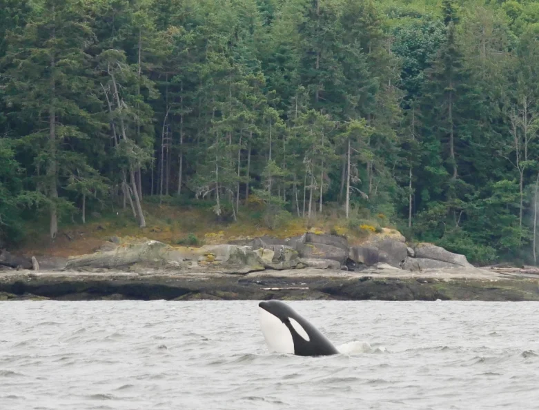 June 3, 2018 - T49A's and T65A's near Galiano Island