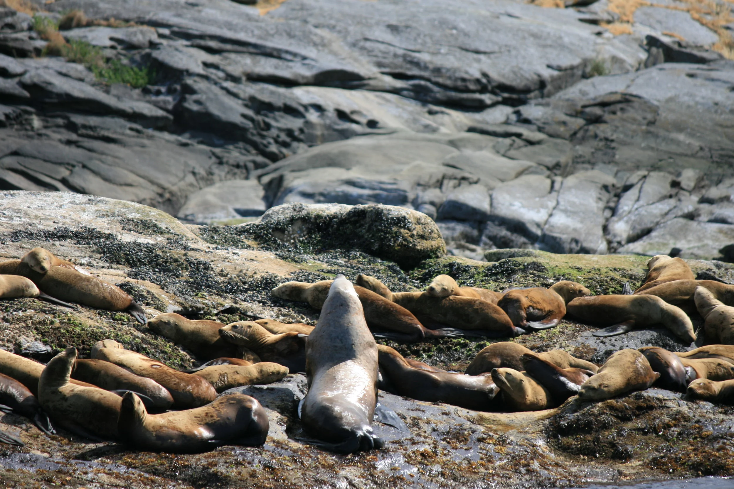 Large Male Steller Sea Lion (center) surrounded by females at the haul-out site on Entrance Island. Photo by James Clyburn. 