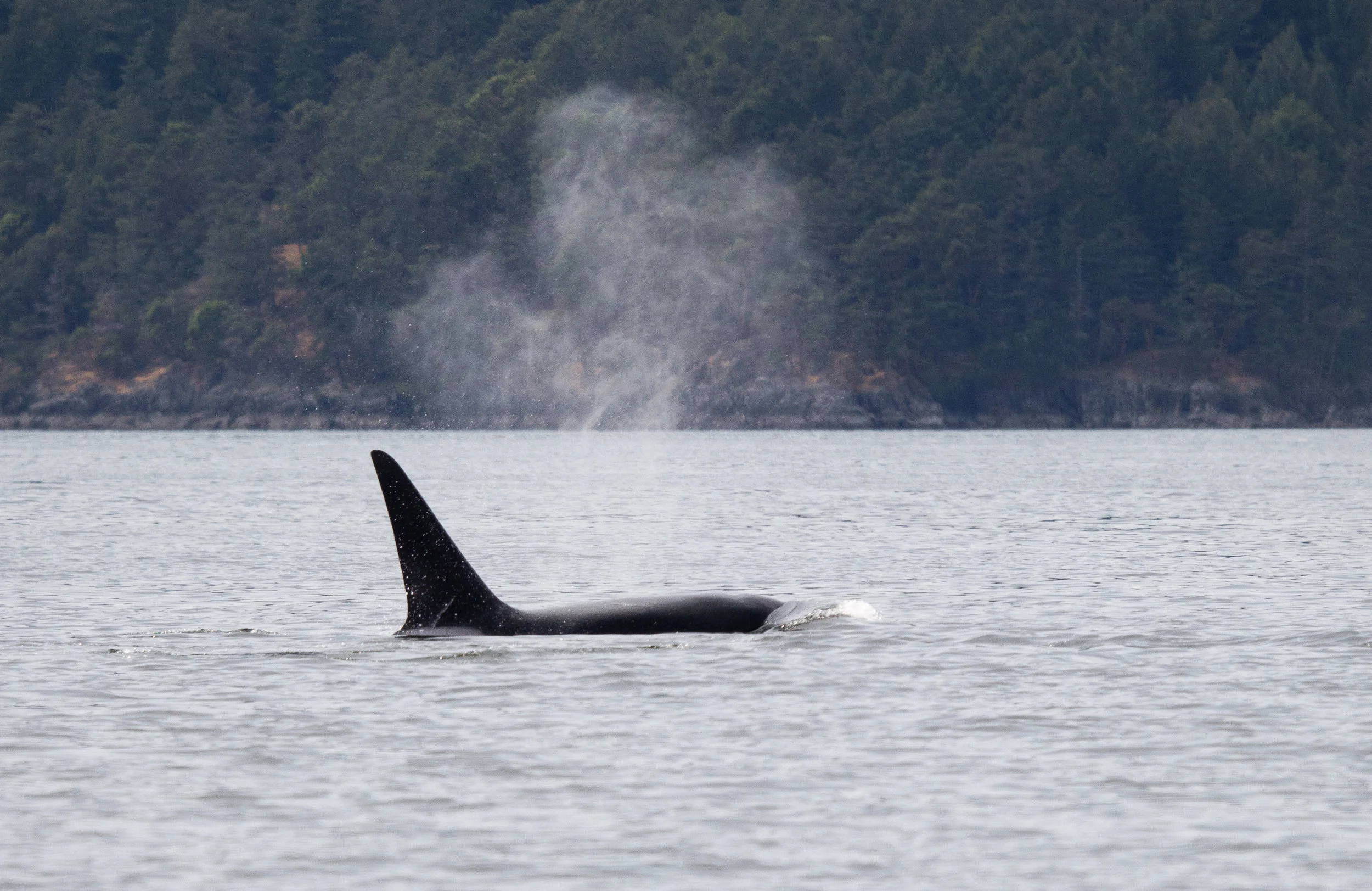 T77B "The Church" is by far the largest in the pod but is roughly 20 years younger than his mom. Photo by Natalie Reichenbacher