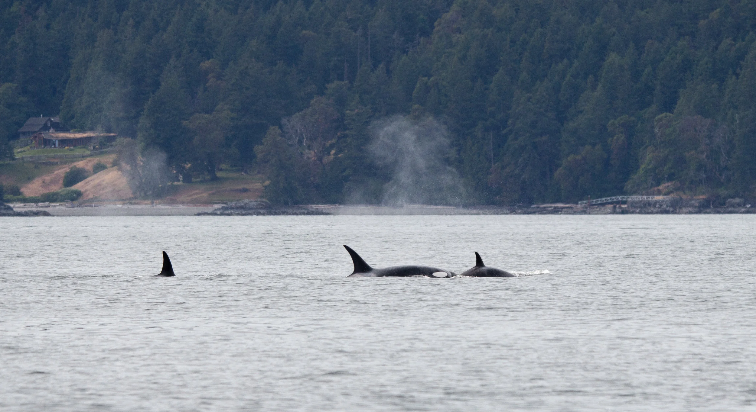 And here an adult peeks it's eye out of the water. Photo by Natalie Reichenbacher