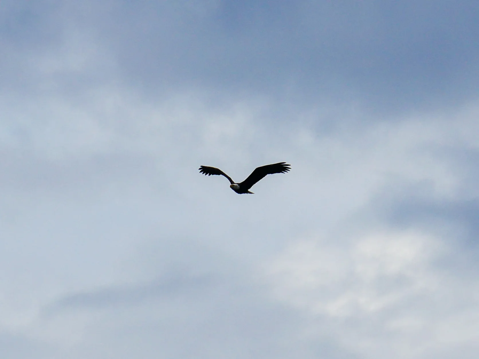 While on scene our guests got to enjoy a bald eagle flying overhead! Photo by Val Watson.