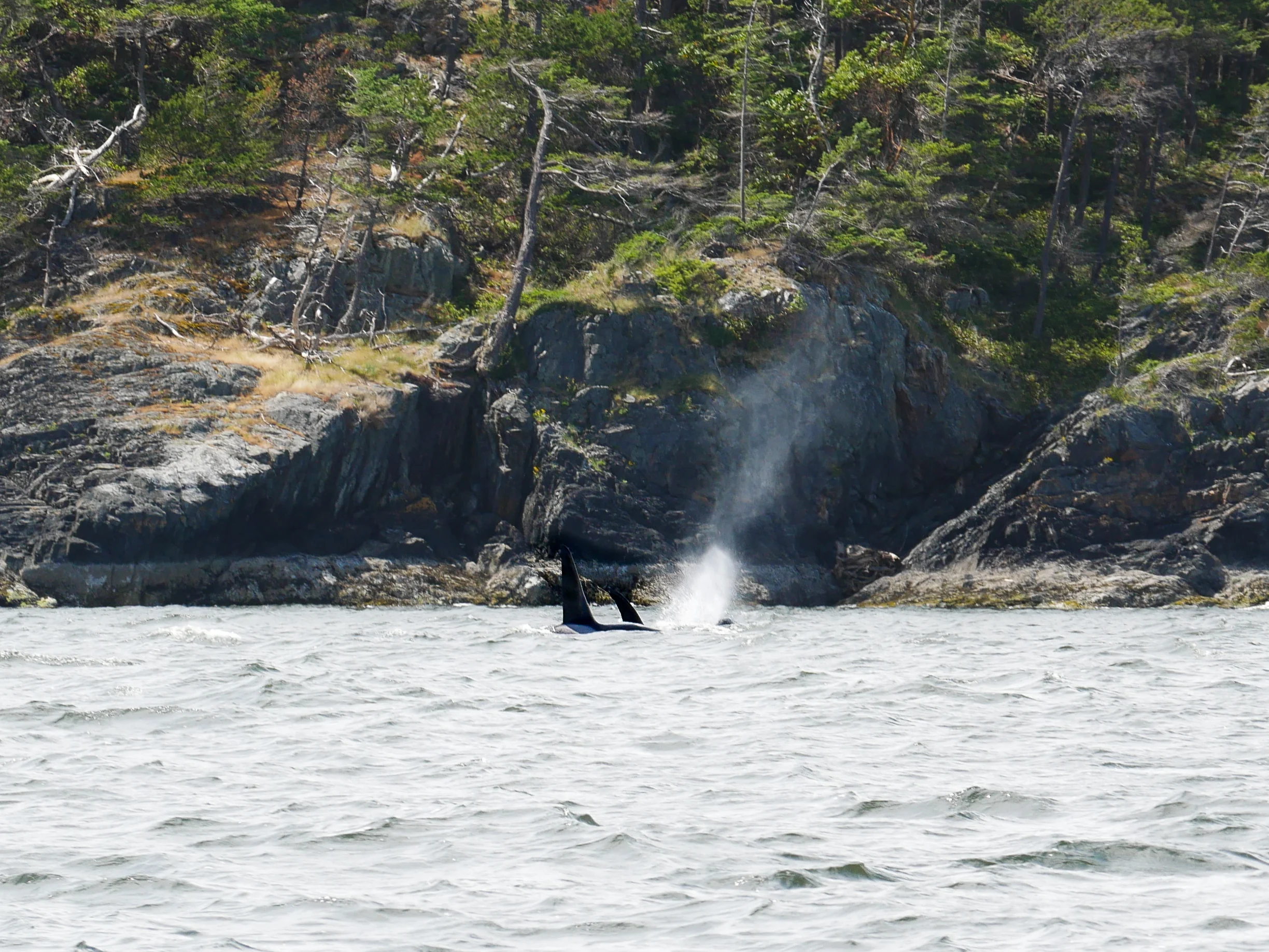 2 Transient Orcas surfacing for a breath. Photo taken by Val Watson.