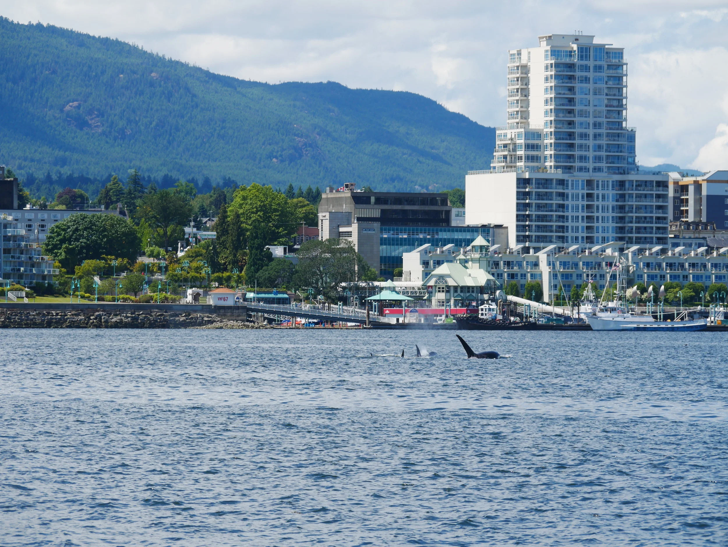 June 11, 2018 - Killer whales in Nanaimo harbour!!