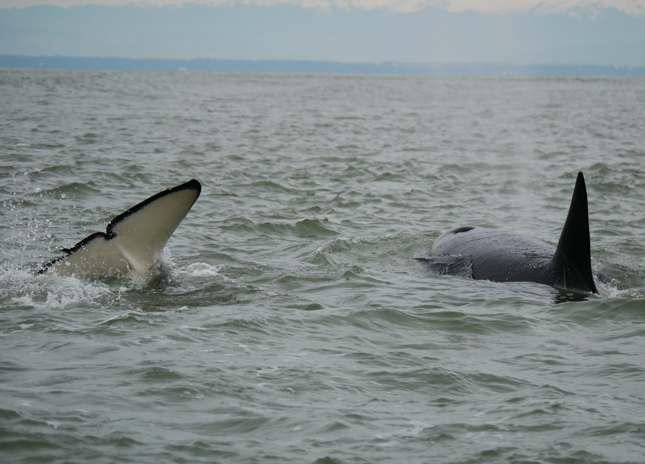 June 12, 2018 - We found whales around every corner!