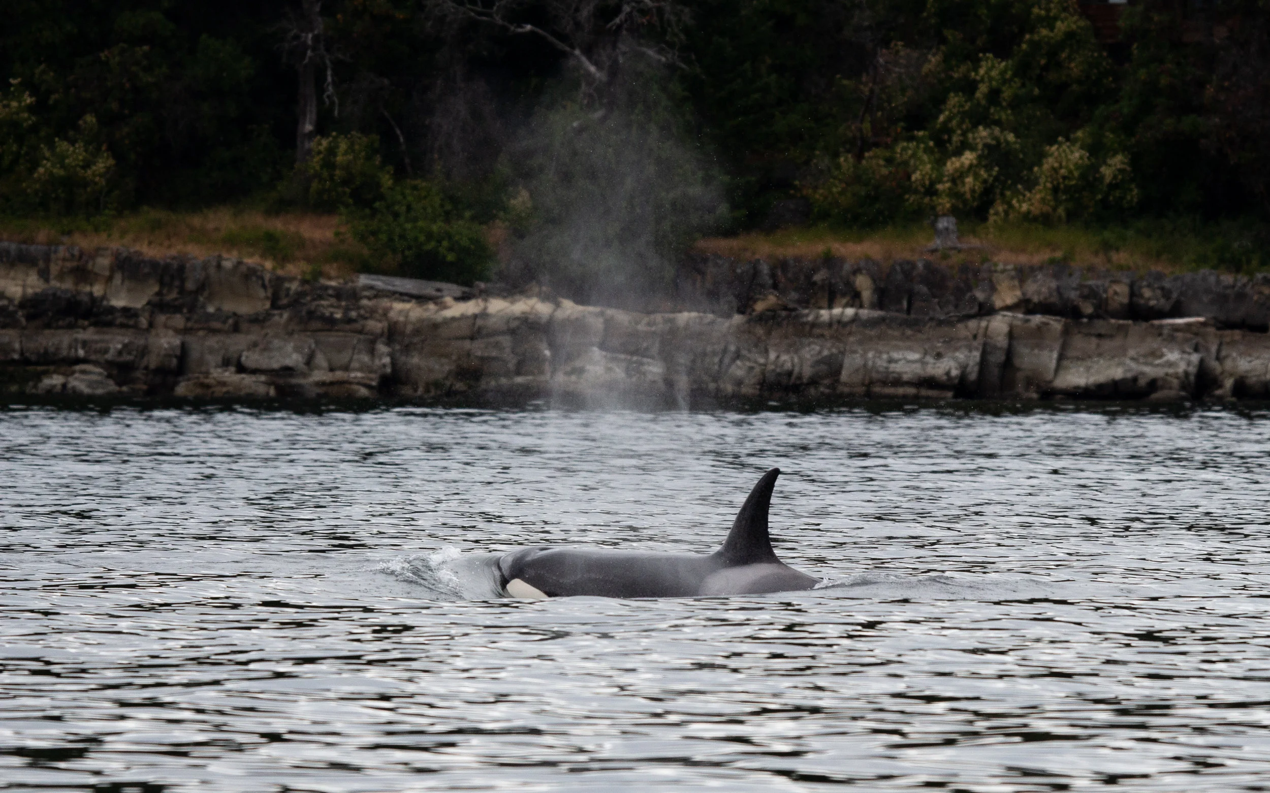 Some lucky folks on Galiano Island would have been able to watch from shore! Photo by Natalie Reichenbacher