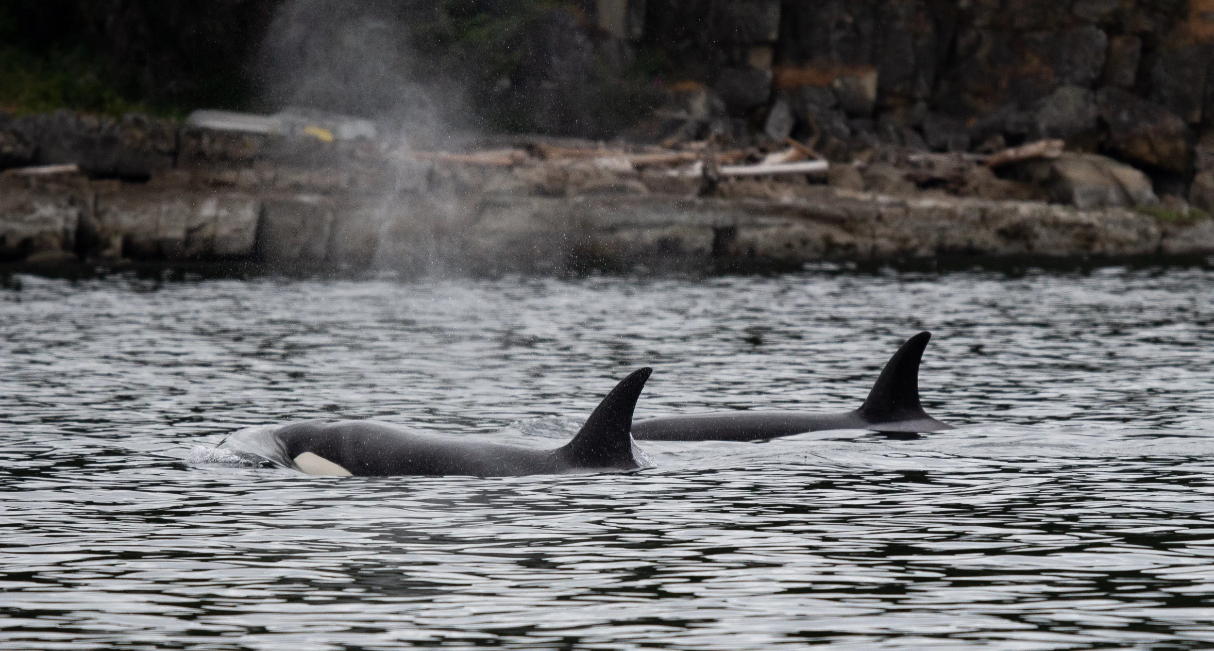 The whales surface after a long dive. Photo by Natalie Reichenbacher