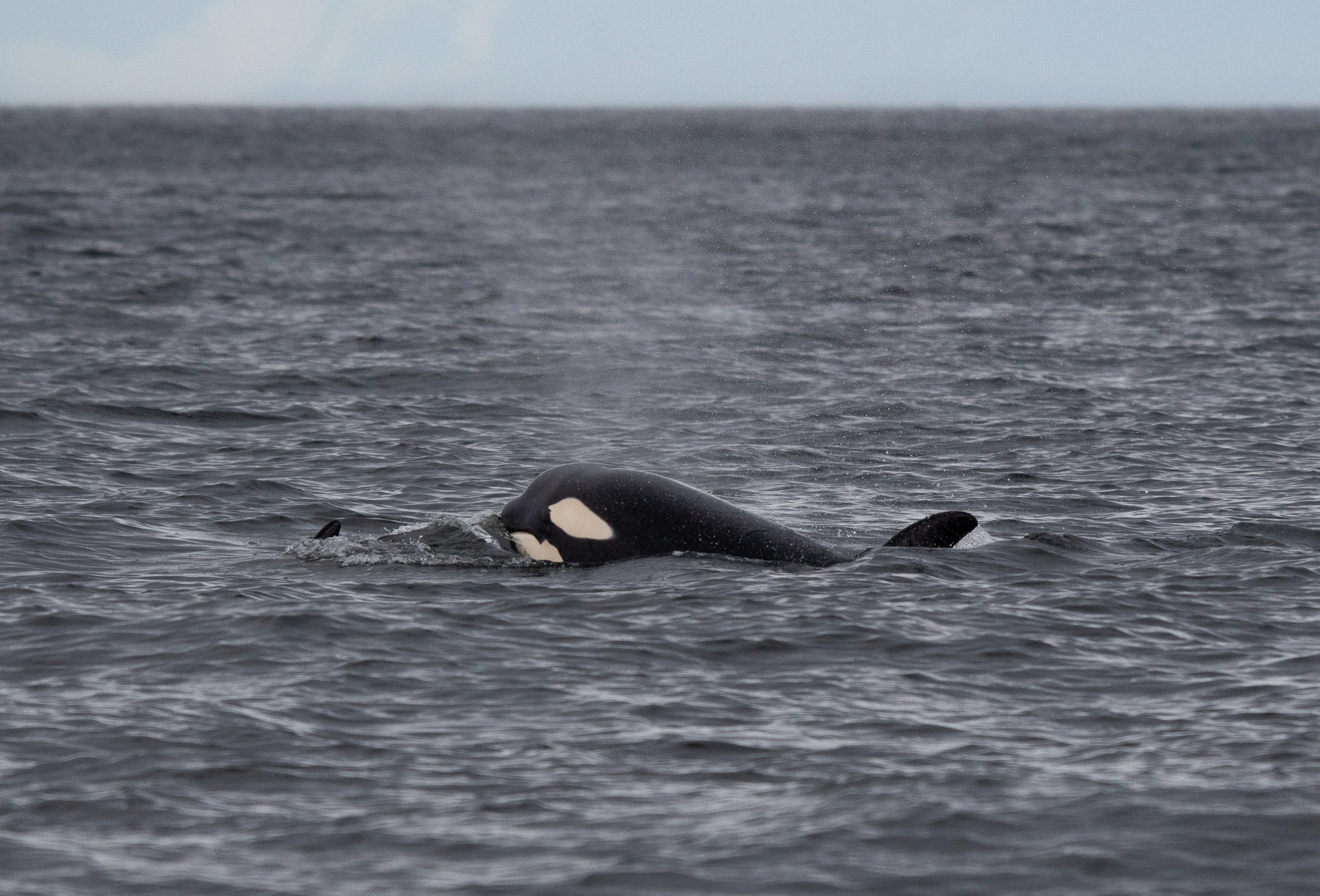 This curious whale popped it's head a bit higher and we were able to see the entire white eye patch and the white lower jaw! Photo by Natalie Reichenbacher