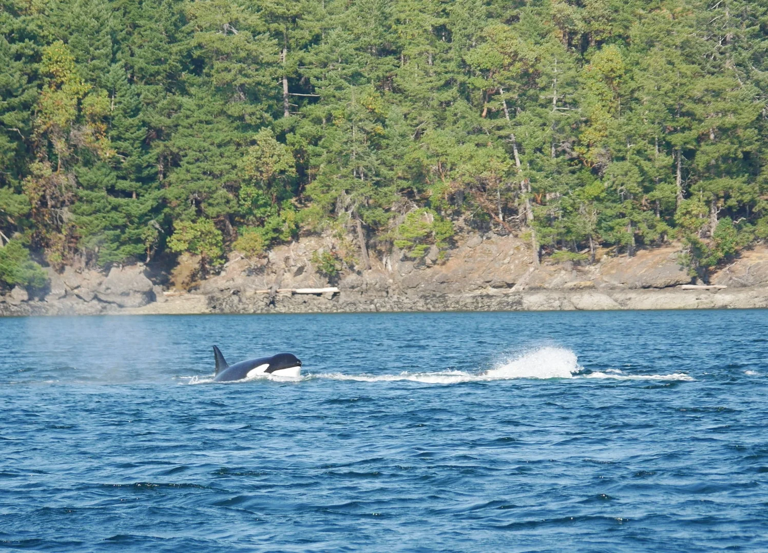 T137B (Tempest) coming out of the water while celebrating the kill. Photo by Val Watson.