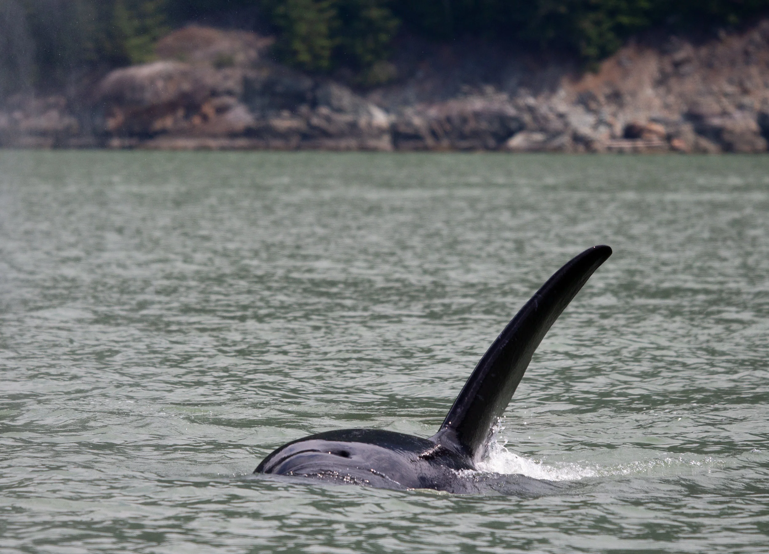 An adult male's dorsal fin can get up to 6ft tall! Photo by Natalie Reichenbacher