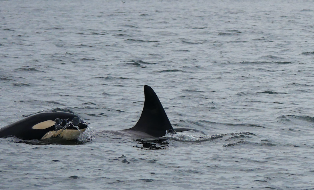 The white markings on young orcas like this one, are darker than the adults because their blubber is much thinner. Photo by Jilann Lechner Campbell